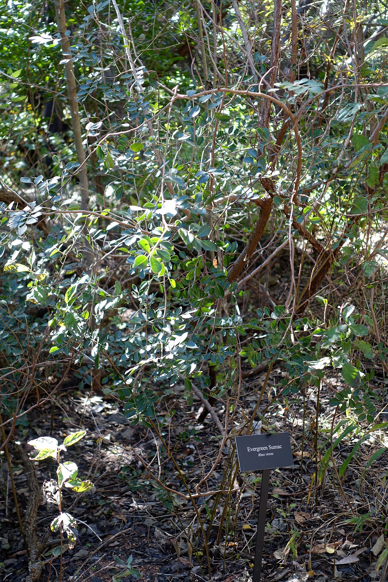 Evergreen sumac (Rhus virens) growing as a dense, rounded shrub with glossy pinnate leaves at Zilker Botanical Garden, Austin, Texas