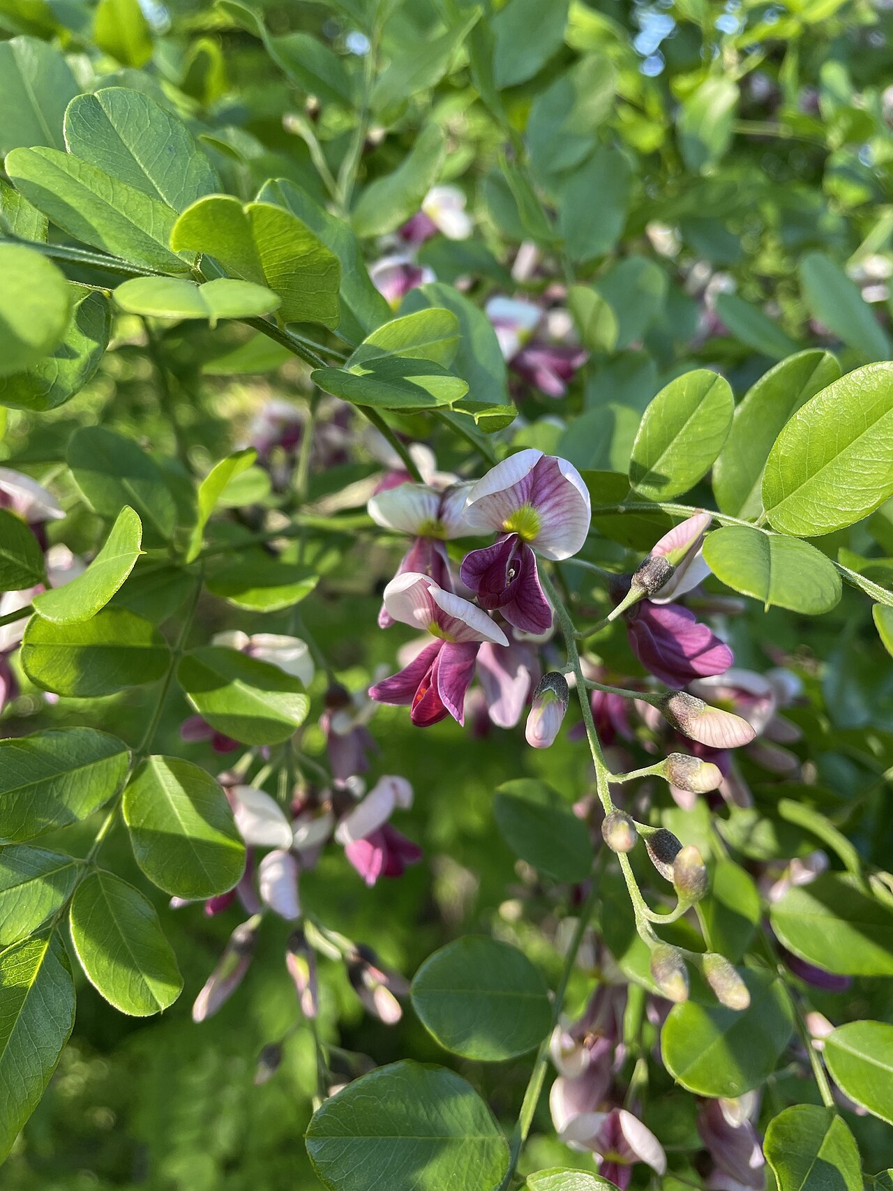 Eve's necklace (Styphnolobium affine) branch with pinnately compound leaves and purple-tinged pea-shaped flowers