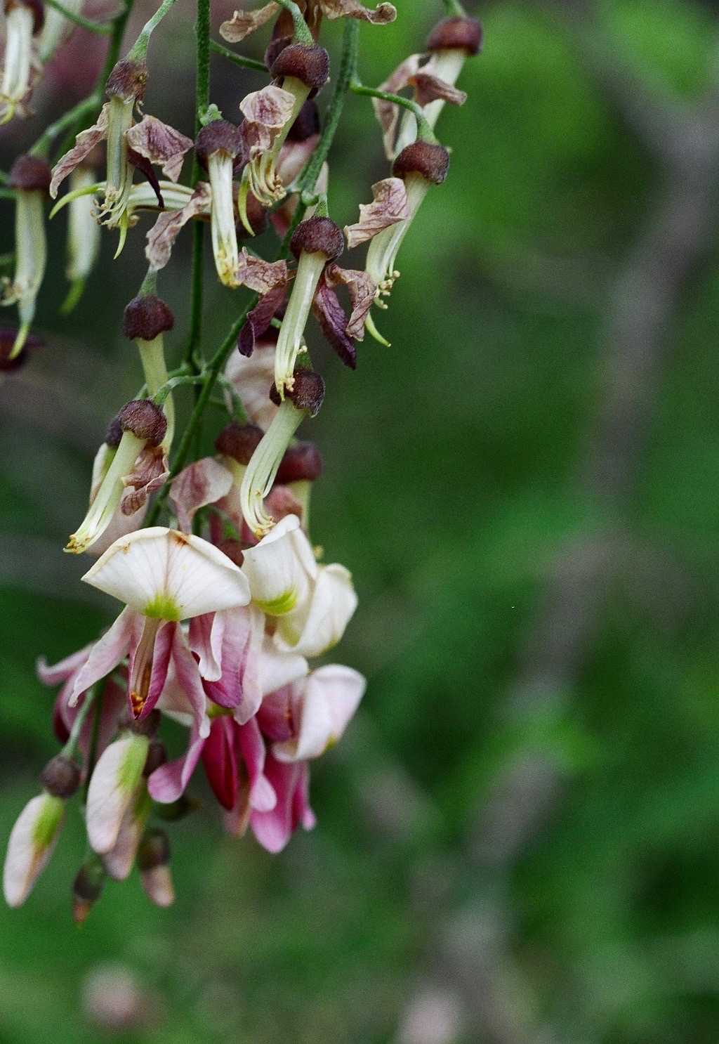 Close-up of Eve's necklace (Styphnolobium affine) flower raceme showing pale white and maroon pea-shaped blossoms