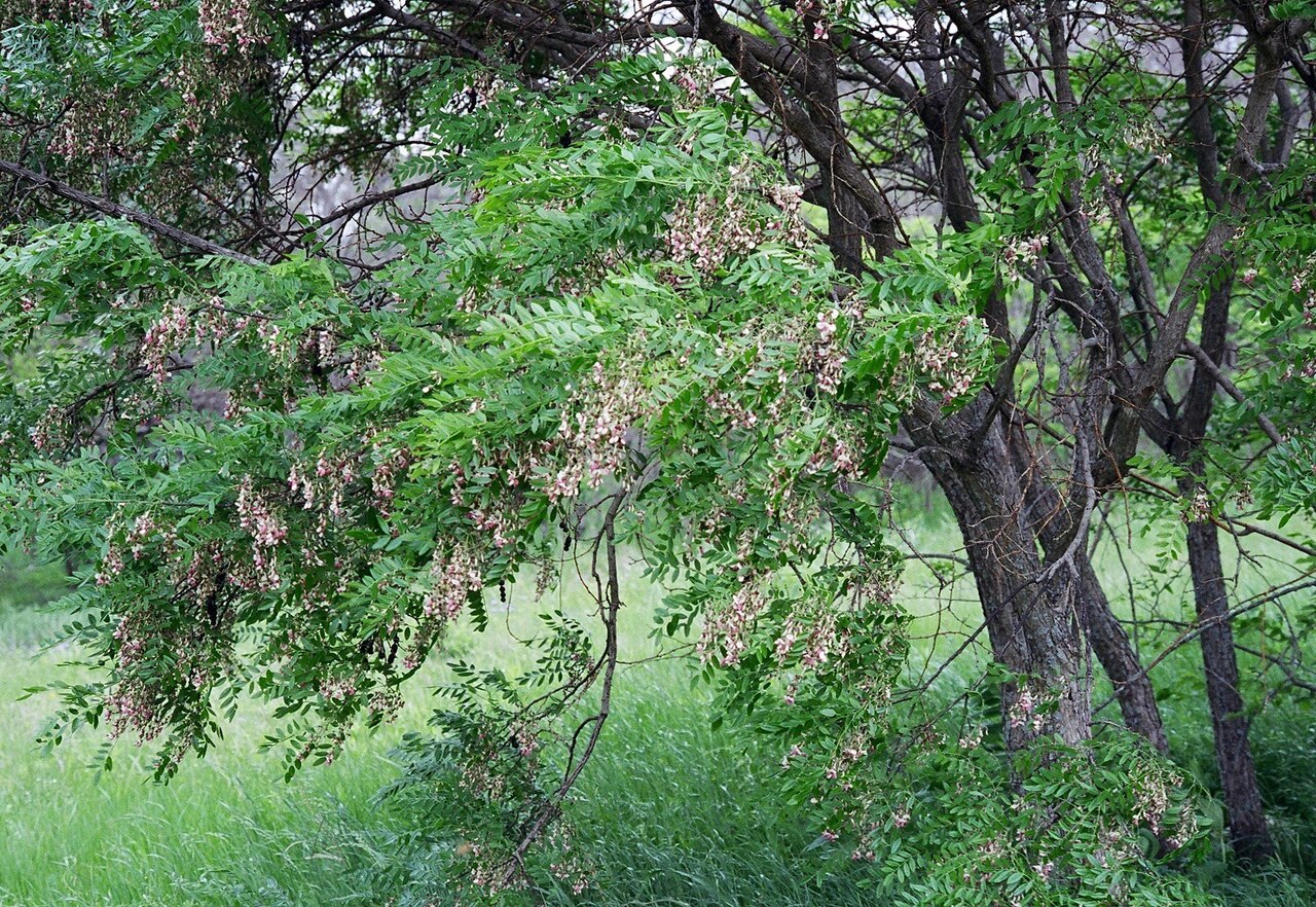 Eve's necklace (Styphnolobium affine) tree in bloom growing in a Texas savanna setting