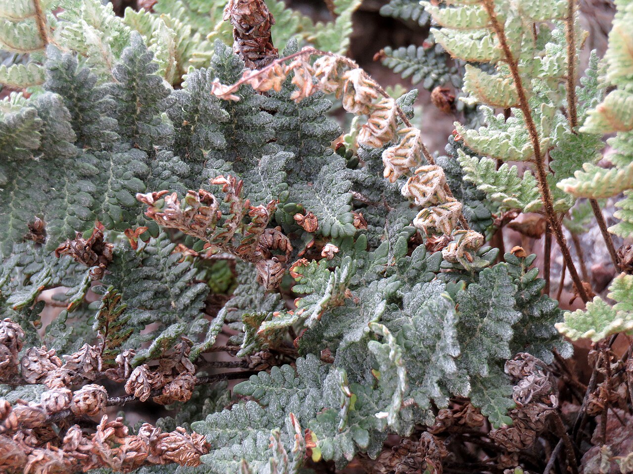 Fairy Swords Lip Fern (Cheilanthes lindheimeri) - PlantNative.org Close-up of fairy swords lip fern fronds showing silvery-green scaly upper surface and bead-like segments
