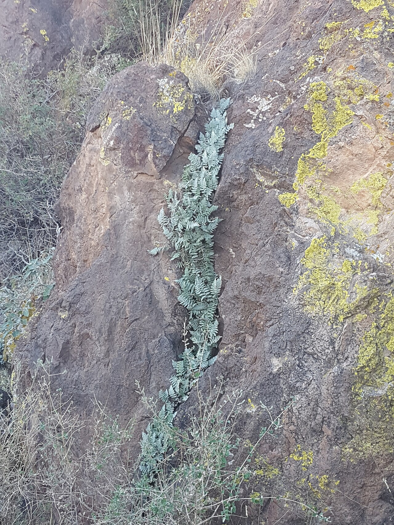 Fairy Swords Lip Fern (Cheilanthes lindheimeri) - PlantNative.org A long row of fairy swords lip fern tracing a rock crevice down a lichen-covered boulder