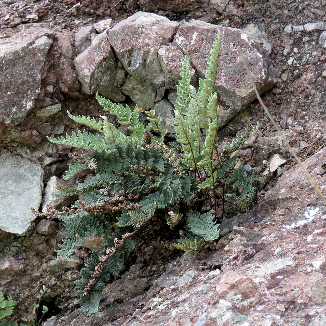 Fairy Swords Lip Fern (Cheilanthes lindheimeri) - PlantNative.org Fairy swords lip fern (Cheilanthes lindheimeri) growing from a rock crevice, with erect pale-green fronds