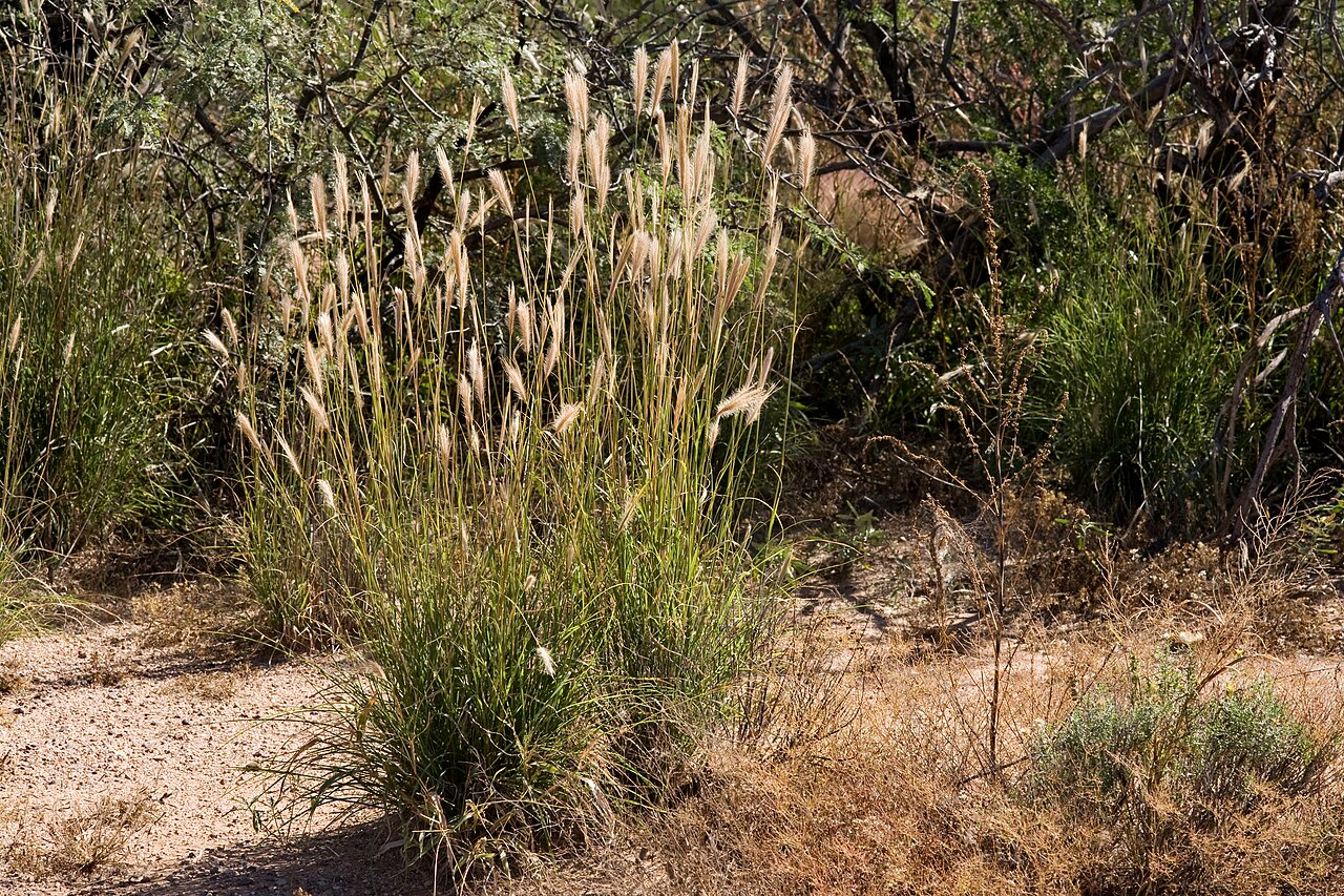 False Rhodes grass (Trichloris crinita) growing as a dense bunchgrass clump with tall flowering stems at a wash edge in Graham County, Arizona