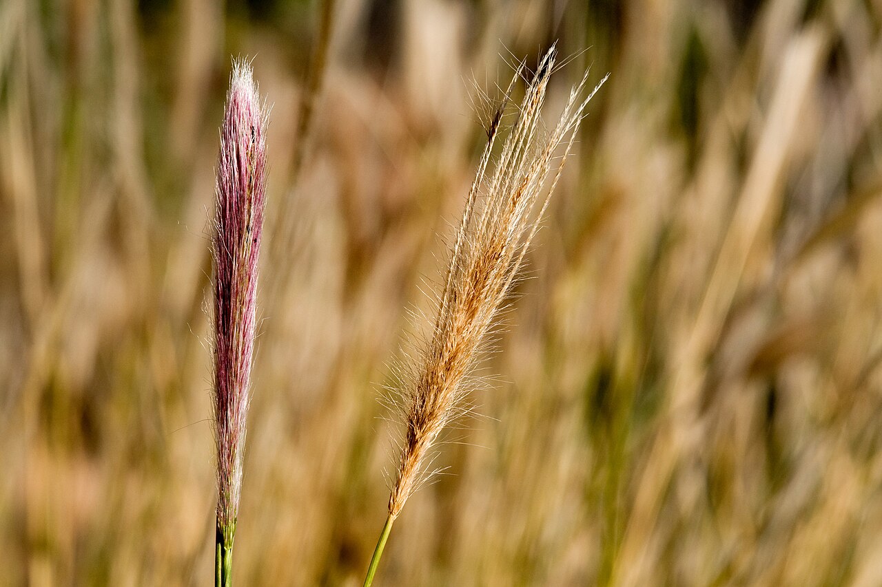 Two False Rhodes grass (Trichloris crinita) seed heads showing the shift from purplish-red new growth to golden-tan mature color