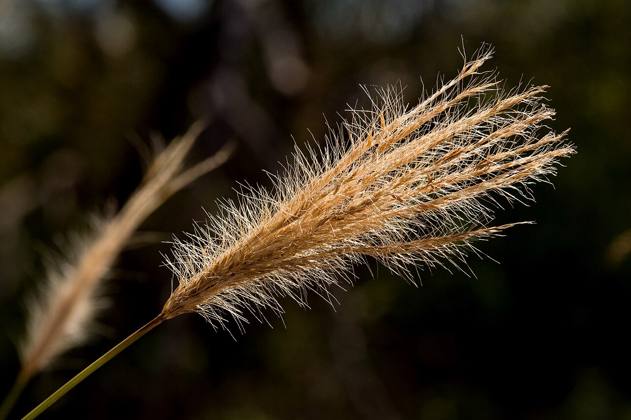 Close-up of a False Rhodes grass (Trichloris crinita) seed head showing whorled, feathery, awned branches