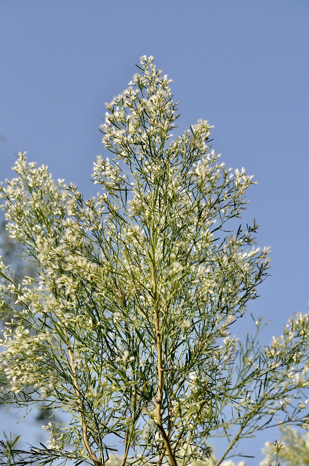 False Willow (Baccharis neglecta) - PlantNative.org Close-up of false willow (Baccharis neglecta) branch tips covered in fluffy white cottony seed heads against blue sky