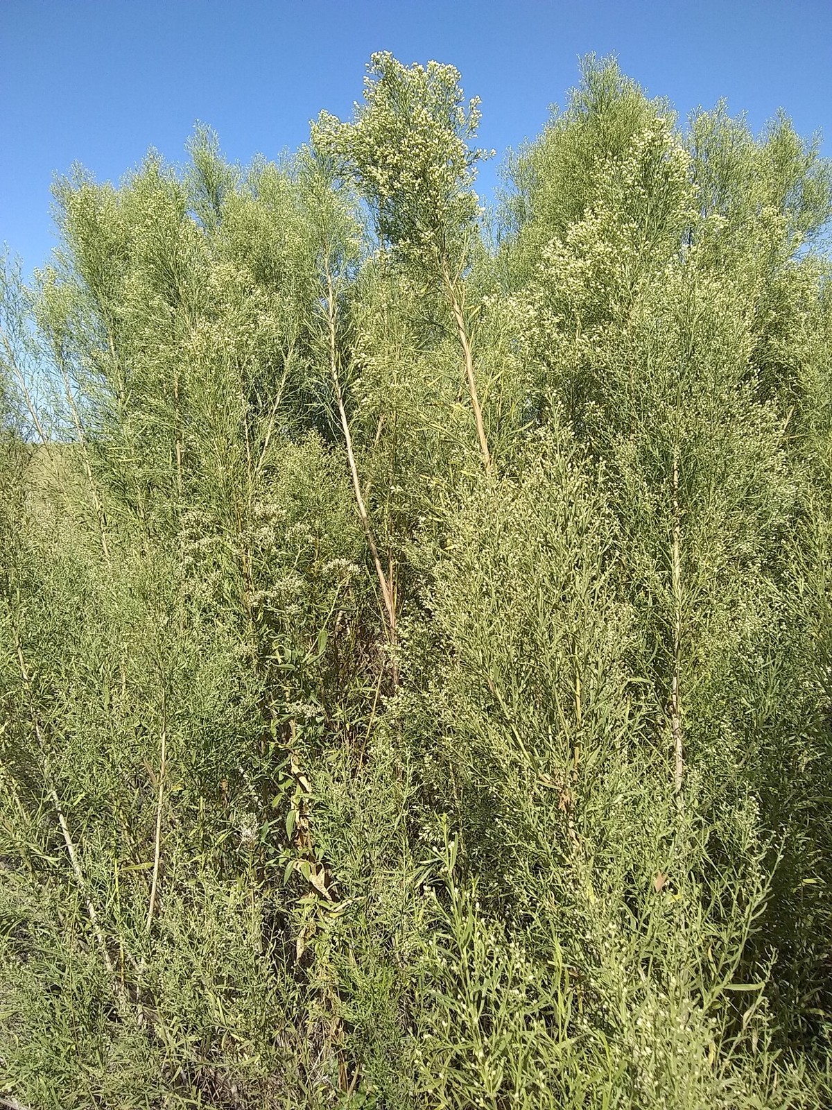 False Willow (Baccharis neglecta) - PlantNative.org False willow (Baccharis neglecta) tall thicket of narrow-leaved shrubs with pale fuzzy flower clusters against a blue sky