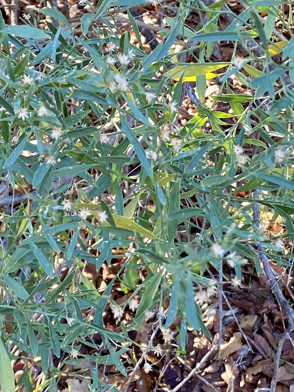 False Willow (Baccharis neglecta) - PlantNative.org False willow (Baccharis neglecta) narrow gray-green leaves on slender branches with small dried flower heads
