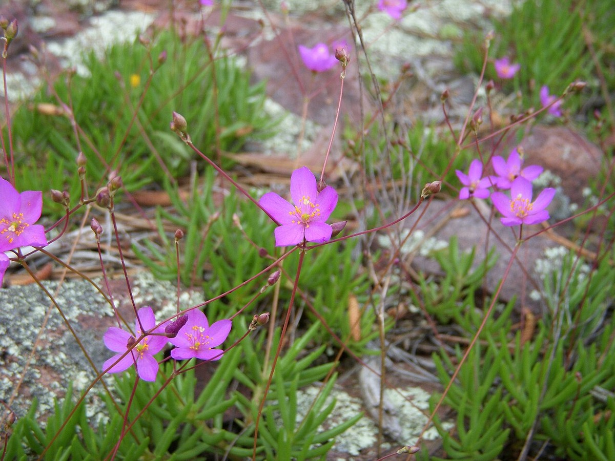 Fameflower (Phemeranthus calycinus) - PlantNative.org Fameflower (Phemeranthus calycinus) colony with many magenta flowers growing among lichen-covered rock and grasses in a glade habitat
