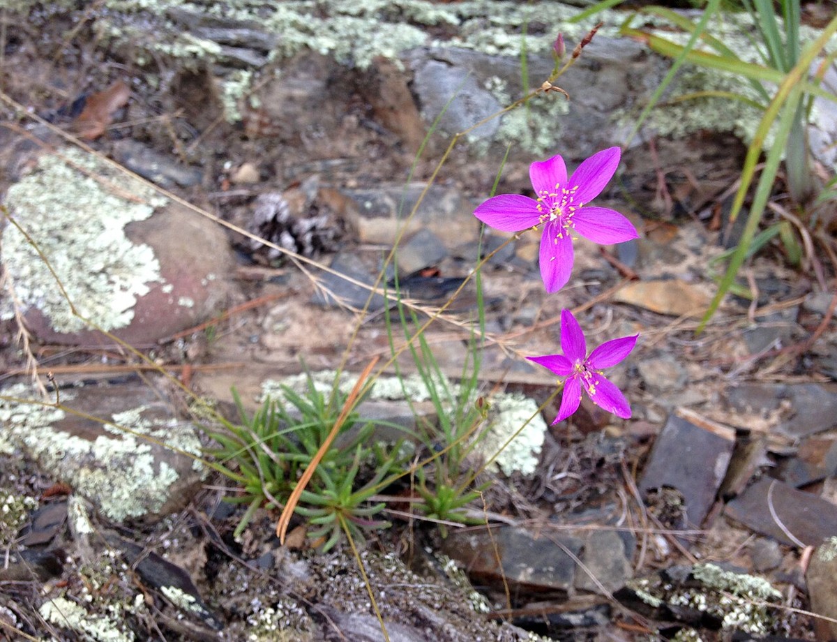 Fameflower (Phemeranthus calycinus) - PlantNative.org Fameflower (Phemeranthus calycinus) with two magenta star-shaped flowers growing from a rocky, lichen-covered outcrop
