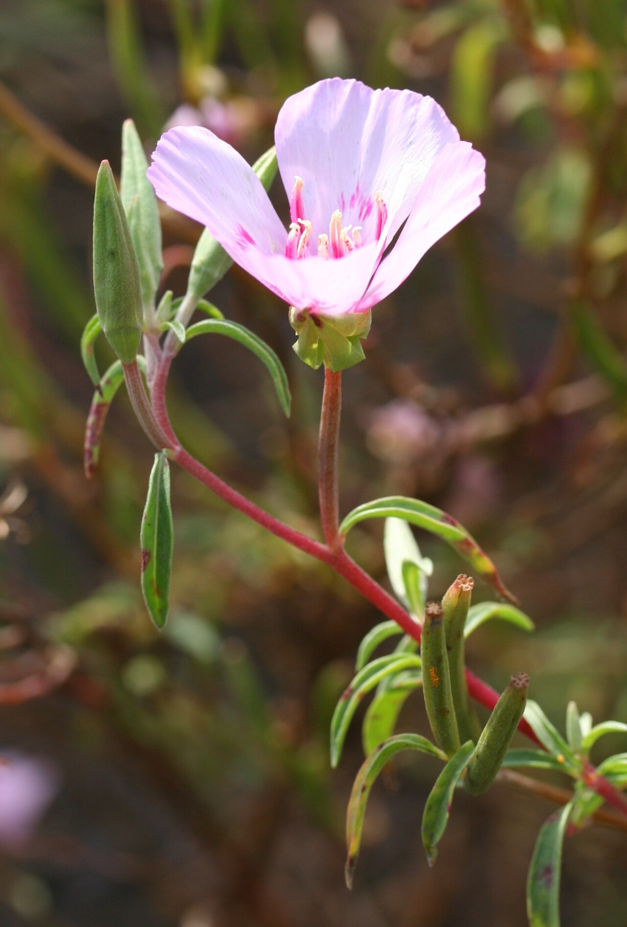 Farewell-to-Spring (Clarkia amoena) - PlantNative.org Close-up of a farewell-to-spring (Clarkia amoena) flower showing the four overlapping pink petals, red basal blotches, and central stamens