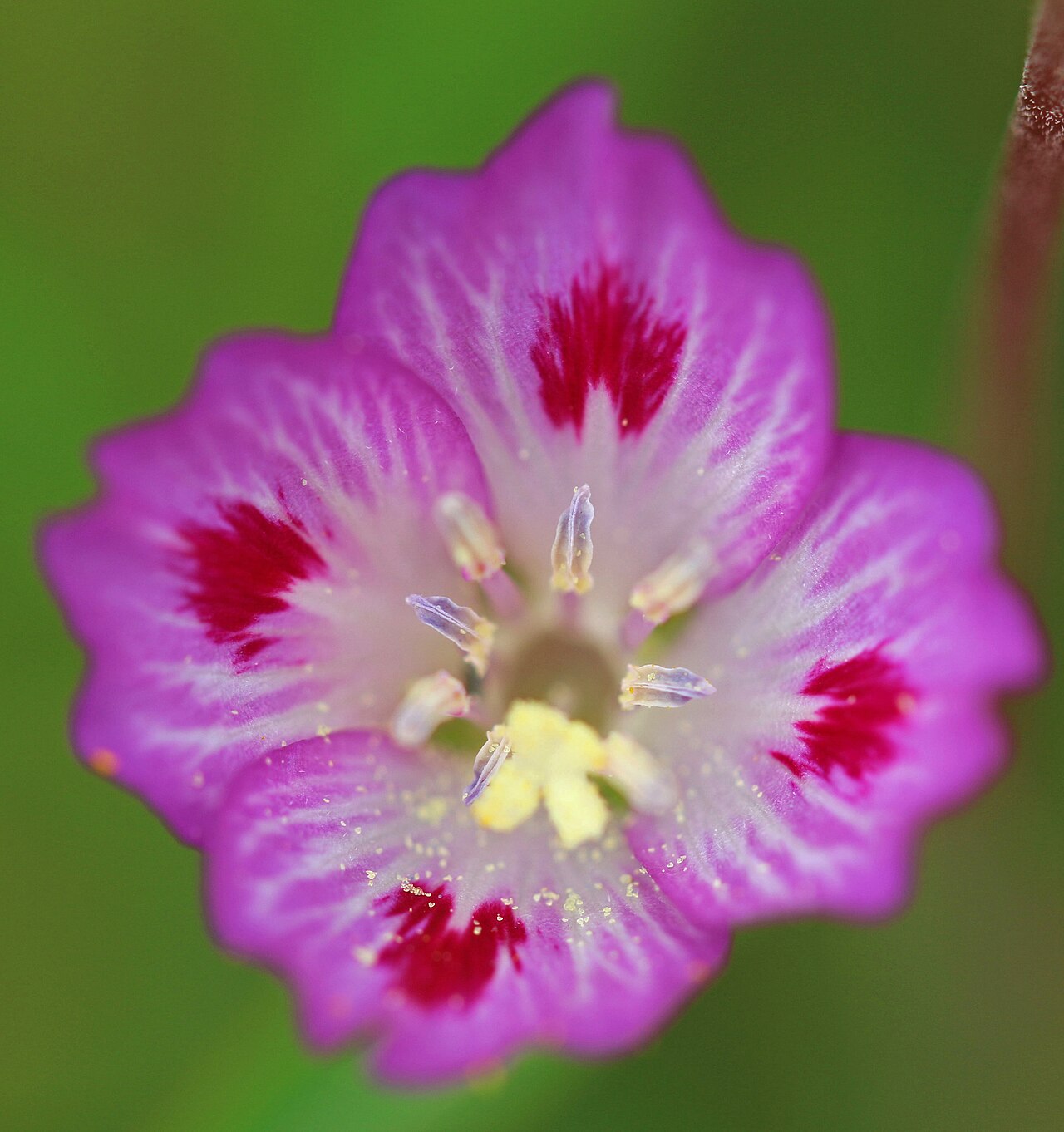 Farewell-to-Spring (Clarkia amoena) - PlantNative.org Farewell-to-spring (Clarkia amoena) flowers with four pink petals marked with deep red blotches