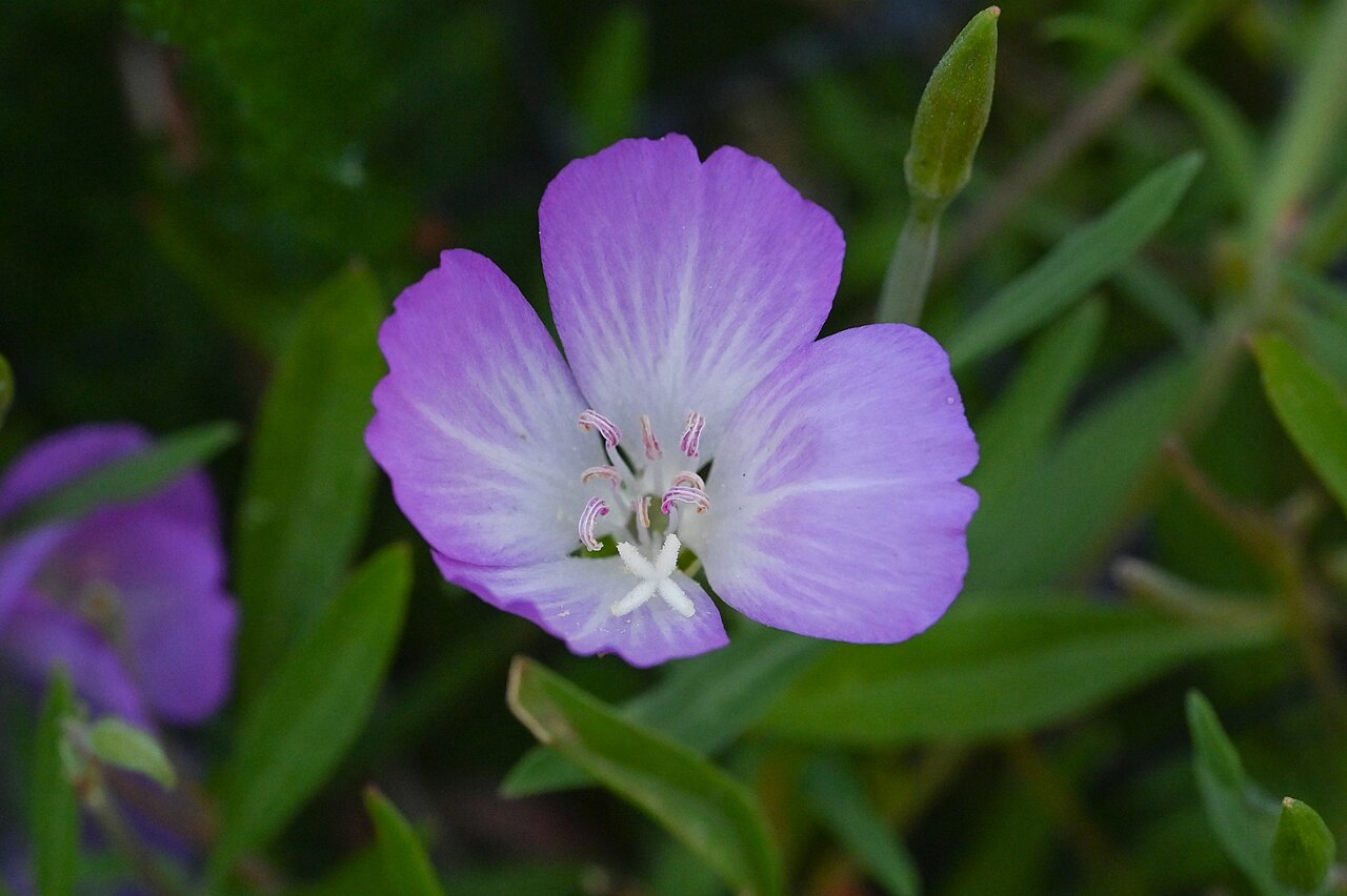 Farewell-to-Spring (Clarkia amoena) - PlantNative.org Farewell-to-spring (Clarkia amoena subsp. lindleyi) flower growing wild on Vancouver Island, British Columbia, showing the lavender-pink form