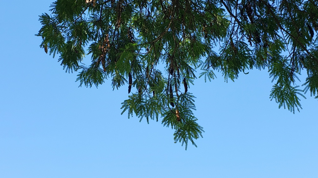 Feather Tree (Lysiloma watsonii) - PlantNative.org Close-up of feather tree branch with fine feathery bipinnate leaflets and hanging seed pods against sky