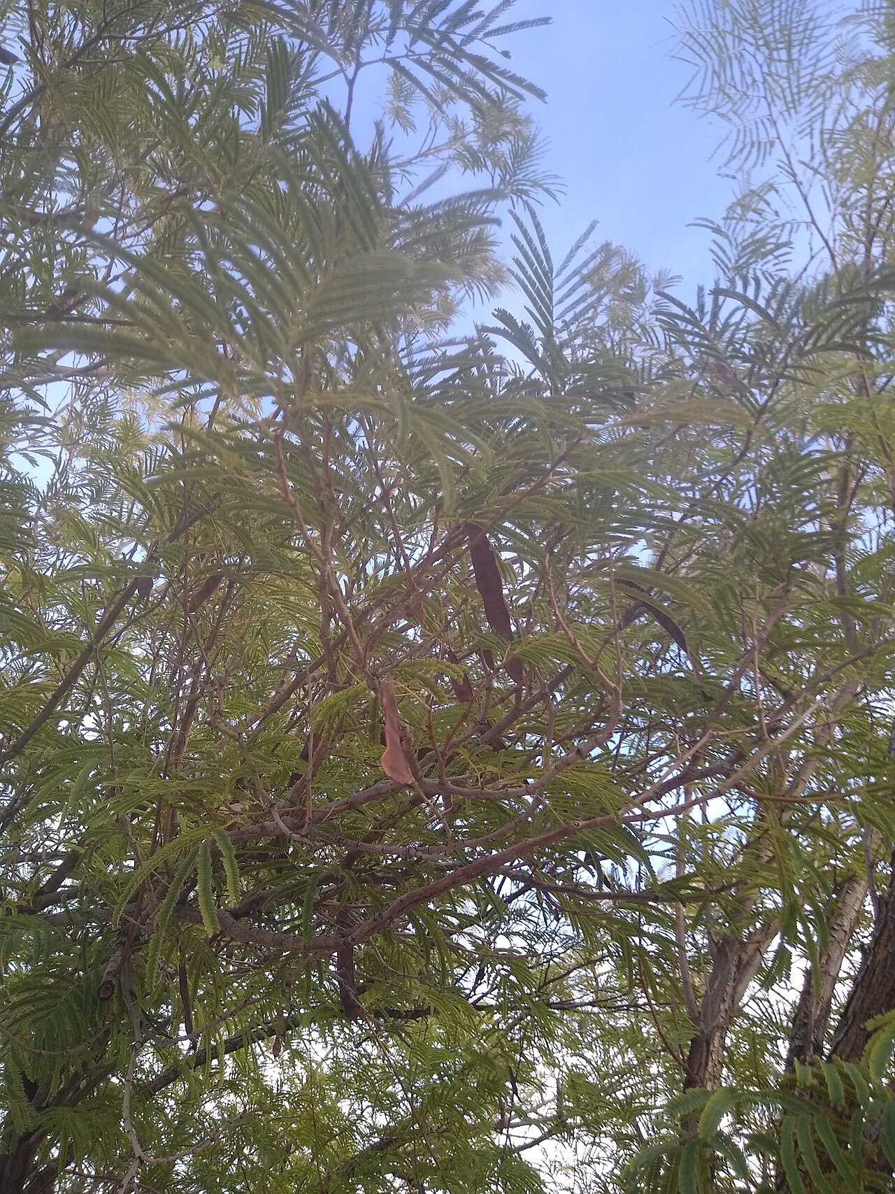Feather Tree (Lysiloma watsonii) - PlantNative.org Feather tree (Lysiloma watsonii) canopy showing fine bipinnate leaves and dark seed pods against a blue sky