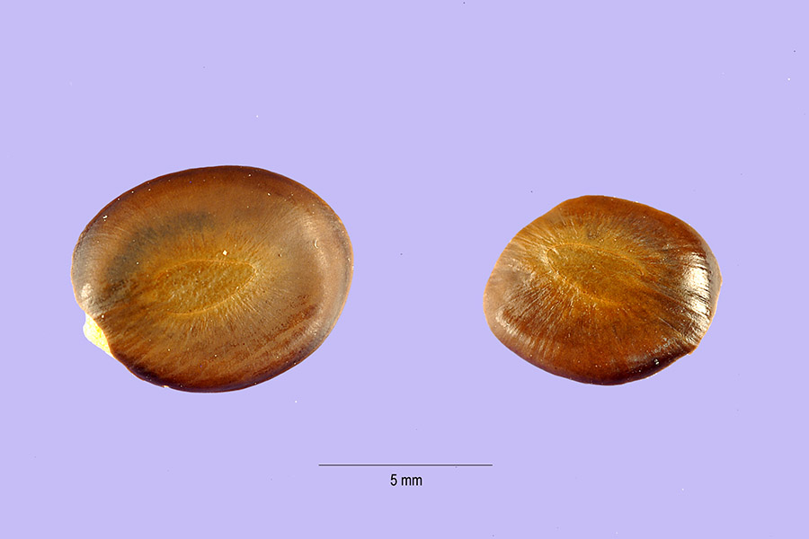 Feather Tree (Lysiloma watsonii) - PlantNative.org Two flattened brown feather tree seeds shown in macro detail with a 5 millimeter scale bar