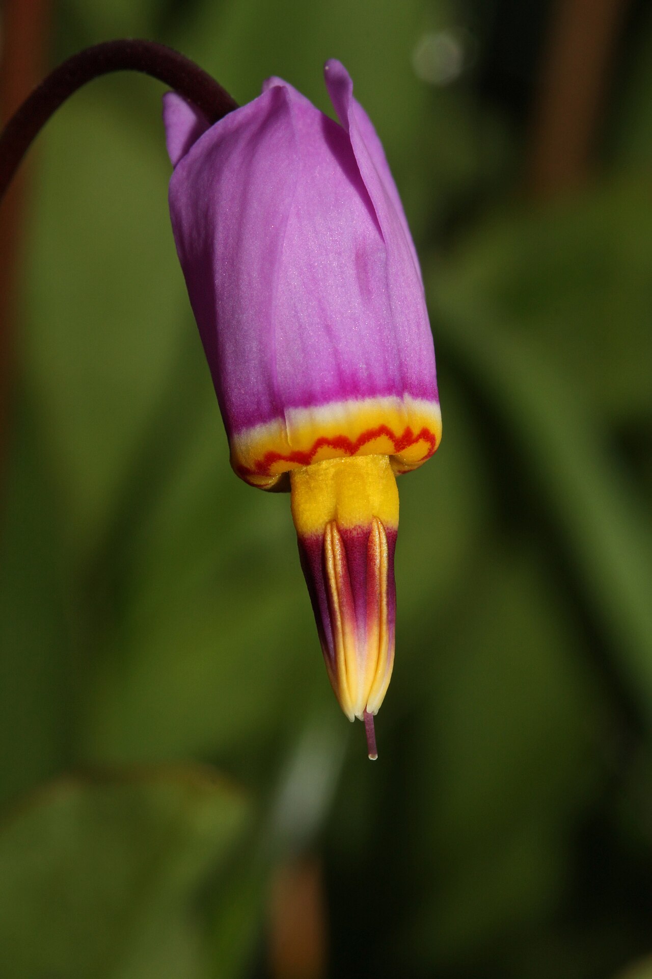 Few-flowered Shooting Star (Primula pauciflora) - PlantNative.org Close-up of a single few-flowered shooting star (Primula pauciflora) flower showing reflexed magenta petals, yellow collar and dark anther cone