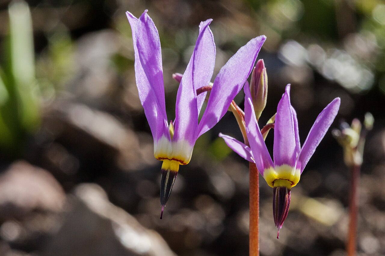 Few-flowered Shooting Star (Primula pauciflora) - PlantNative.org Few-flowered shooting star (Primula pauciflora) plants blooming in a New Mexico mountain meadow