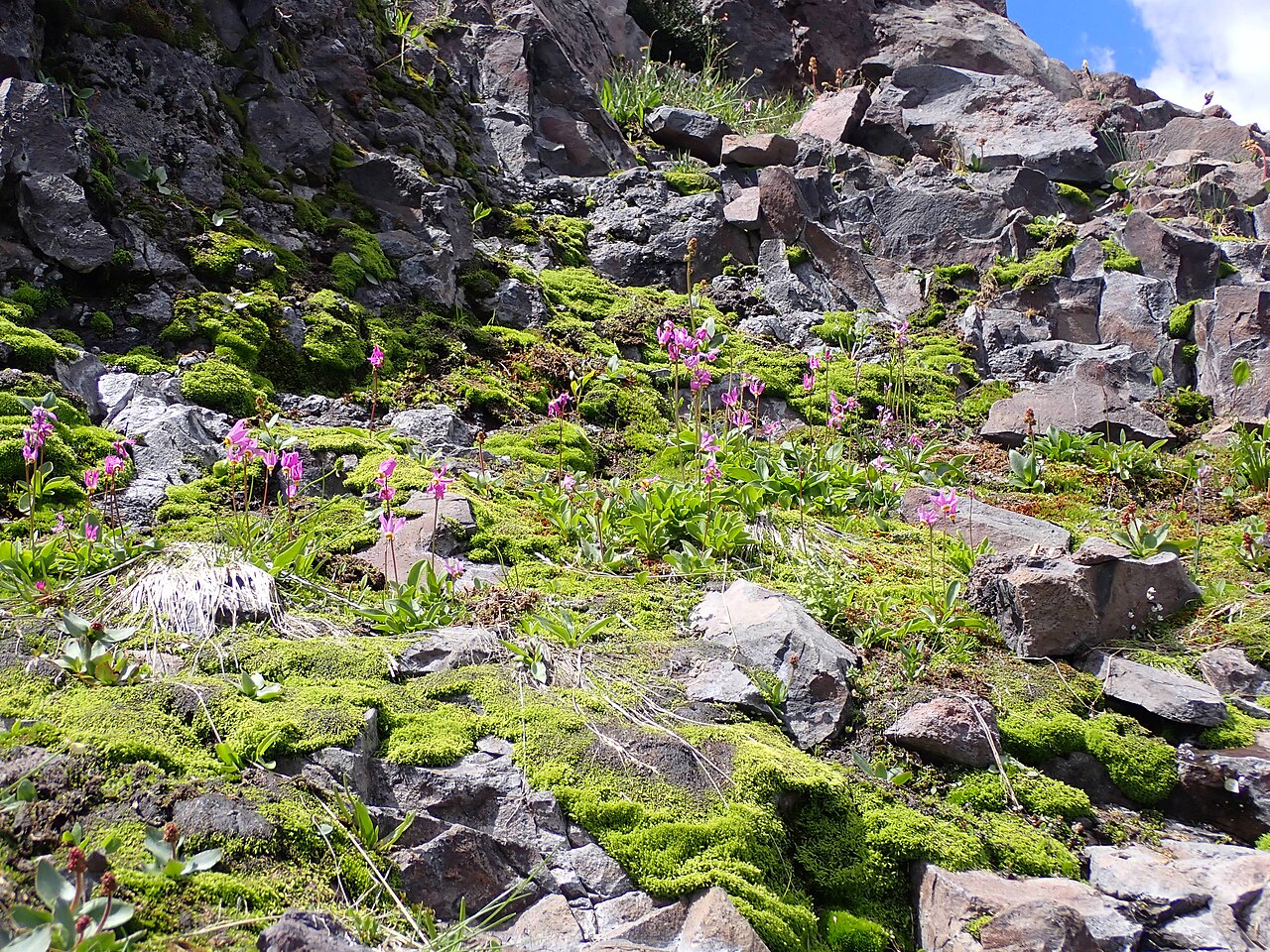 Few-flowered Shooting Star (Primula pauciflora) - PlantNative.org Few-flowered shooting star (Primula pauciflora) blooming in pink clusters among mossy volcanic rock in a Montana alpine cirque