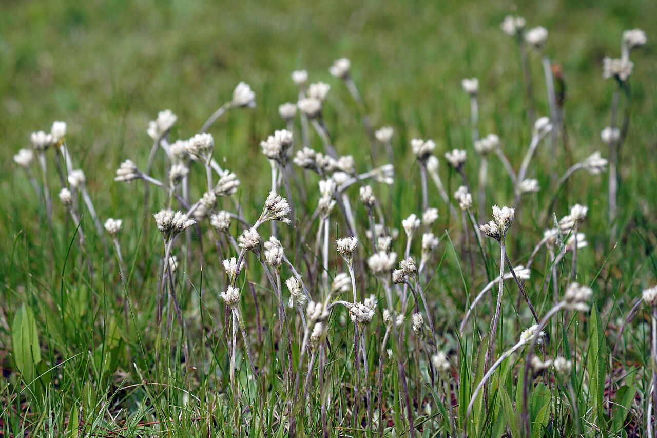 Field Pussytoes (Antennaria neglecta) - PlantNative.org Field pussytoes (Antennaria neglecta) colony in bloom, with clusters of fuzzy white flower heads on gray-green stalks in a grassy field, Minnesota