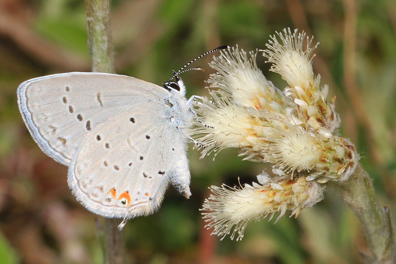 Field Pussytoes (Antennaria neglecta) - PlantNative.org Eastern tailed-blue butterfly nectaring on a field pussytoes (Antennaria neglecta) flower cluster in Virginia