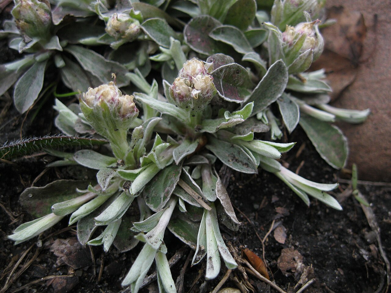 Field Pussytoes (Antennaria neglecta) - PlantNative.org Close-up of field pussytoes (Antennaria neglecta) woolly gray-green rosette with unopened flower buds and spreading stolons in early spring