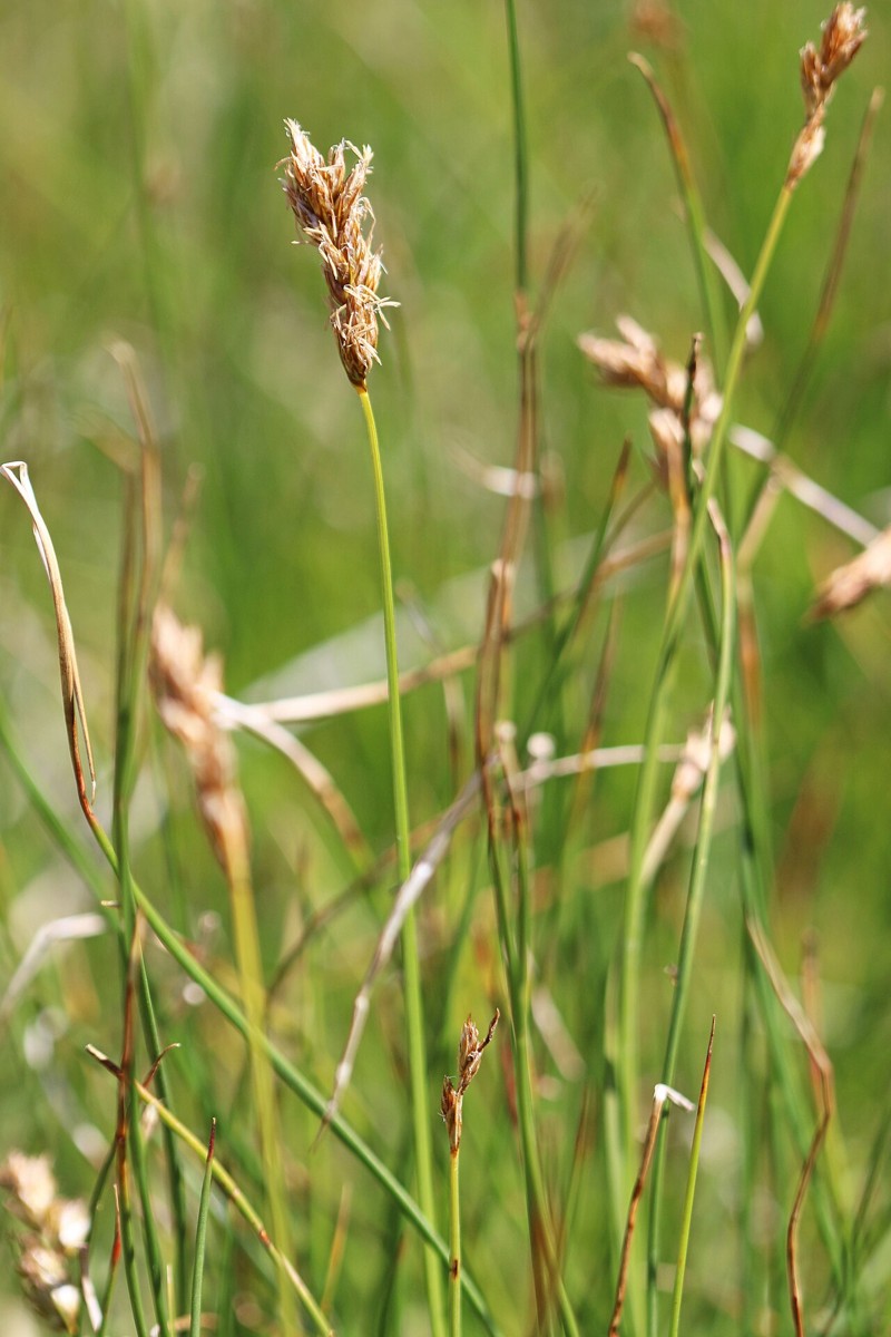 Field sedge (Carex praegracilis) narrow spikes rising above fine grass-like foliage in a meadow