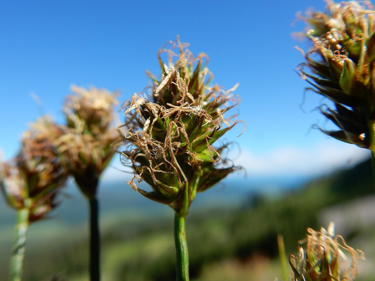 Close view of field sedge (Carex praegracilis) congested, star-shaped flowering head