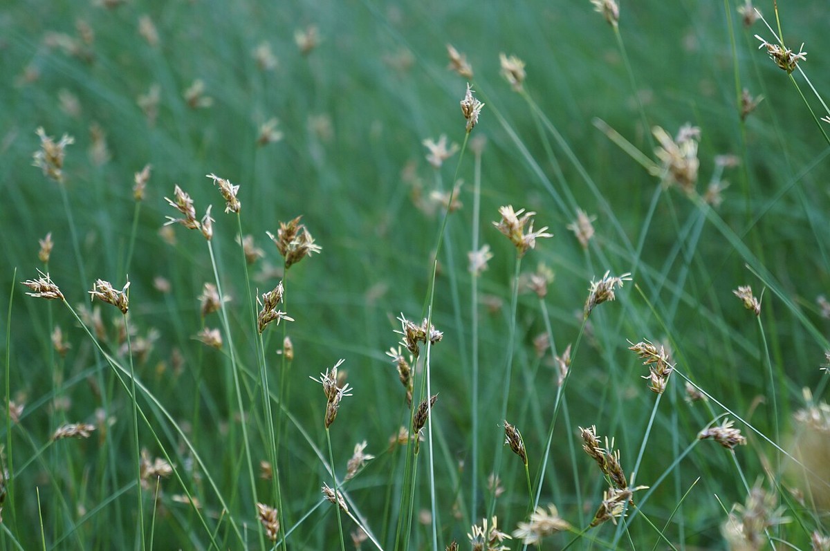A meadow planting of field sedge (Carex praegracilis) with numerous flowering stems rising above the foliage