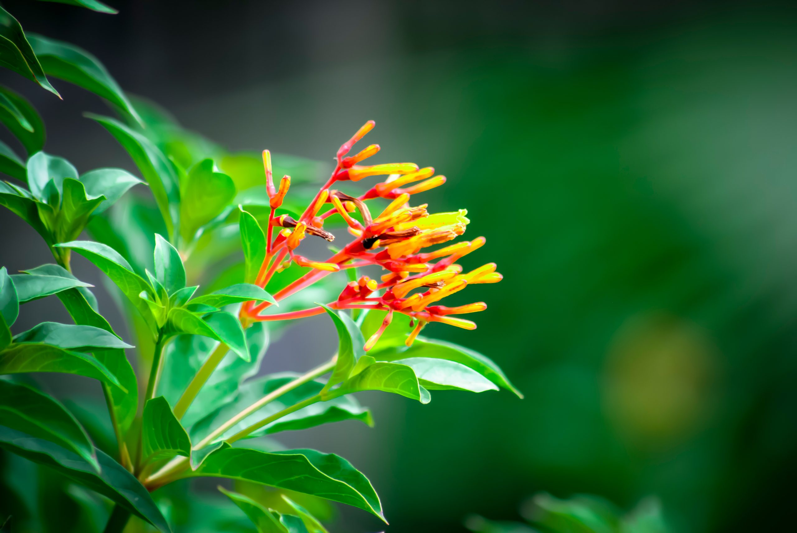Close-up of a firebush (Hamelia patens) flower cluster showing tubular orange-red blooms against glossy green leaves