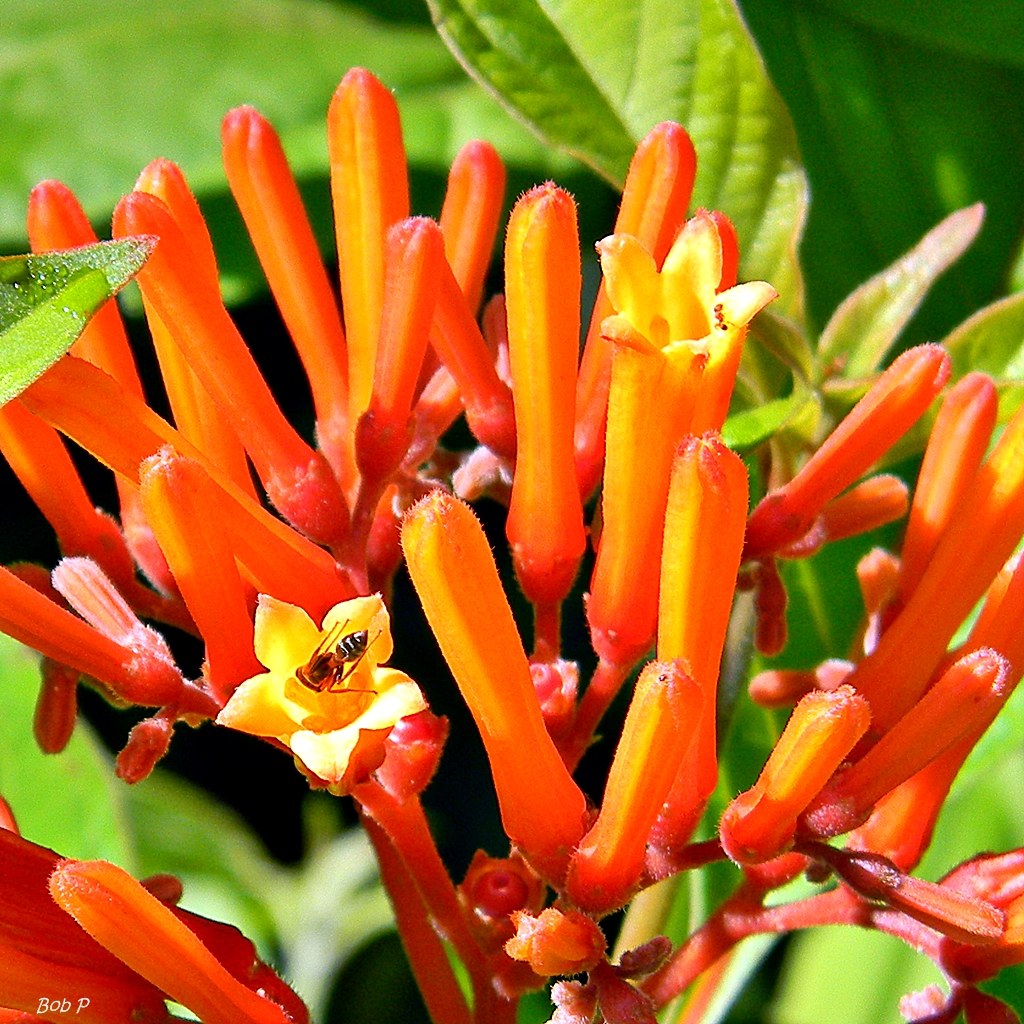 Firebush (Hamelia patens) flower cluster with a pollinating bee visiting the open yellow-orange blooms