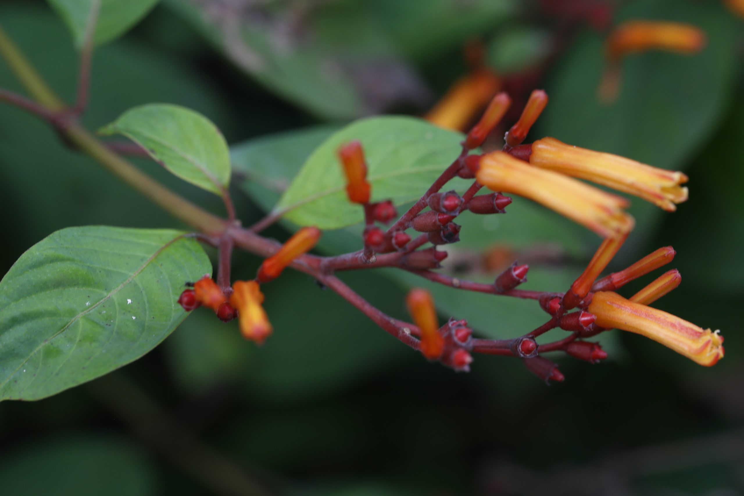 Firebush (Hamelia patens) branch with clusters of tubular orange-red flowers and red berries among glossy green leaves