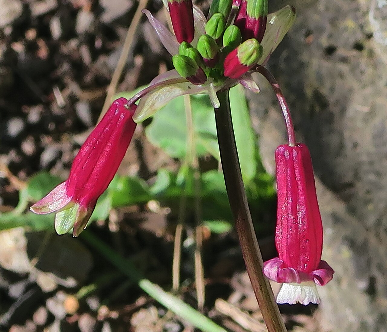Firecracker Flower (Dichelostemma ida-maia) - PlantNative.org Close-up of two firecracker flower blooms showing the deep crimson tube flaring into small cream-white lobes