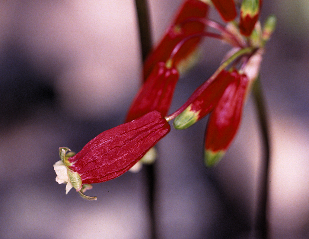 Firecracker Flower (Dichelostemma ida-maia) - PlantNative.org Firecracker flower umbel showing multiple pendant crimson tubular flowers on arching pedicels