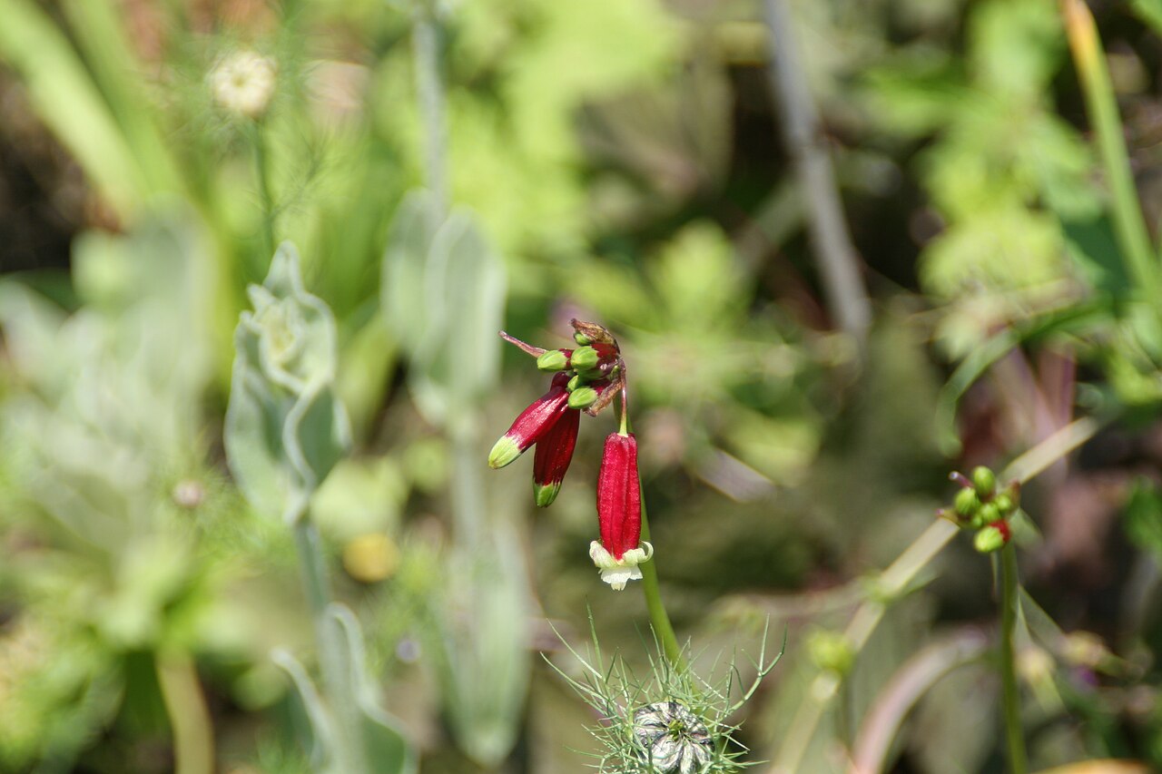 Firecracker Flower (Dichelostemma ida-maia) - PlantNative.org Firecracker flower (Dichelostemma ida-maia) with pendant crimson tubular flowers flaring to cream-green tips on a slender stalk