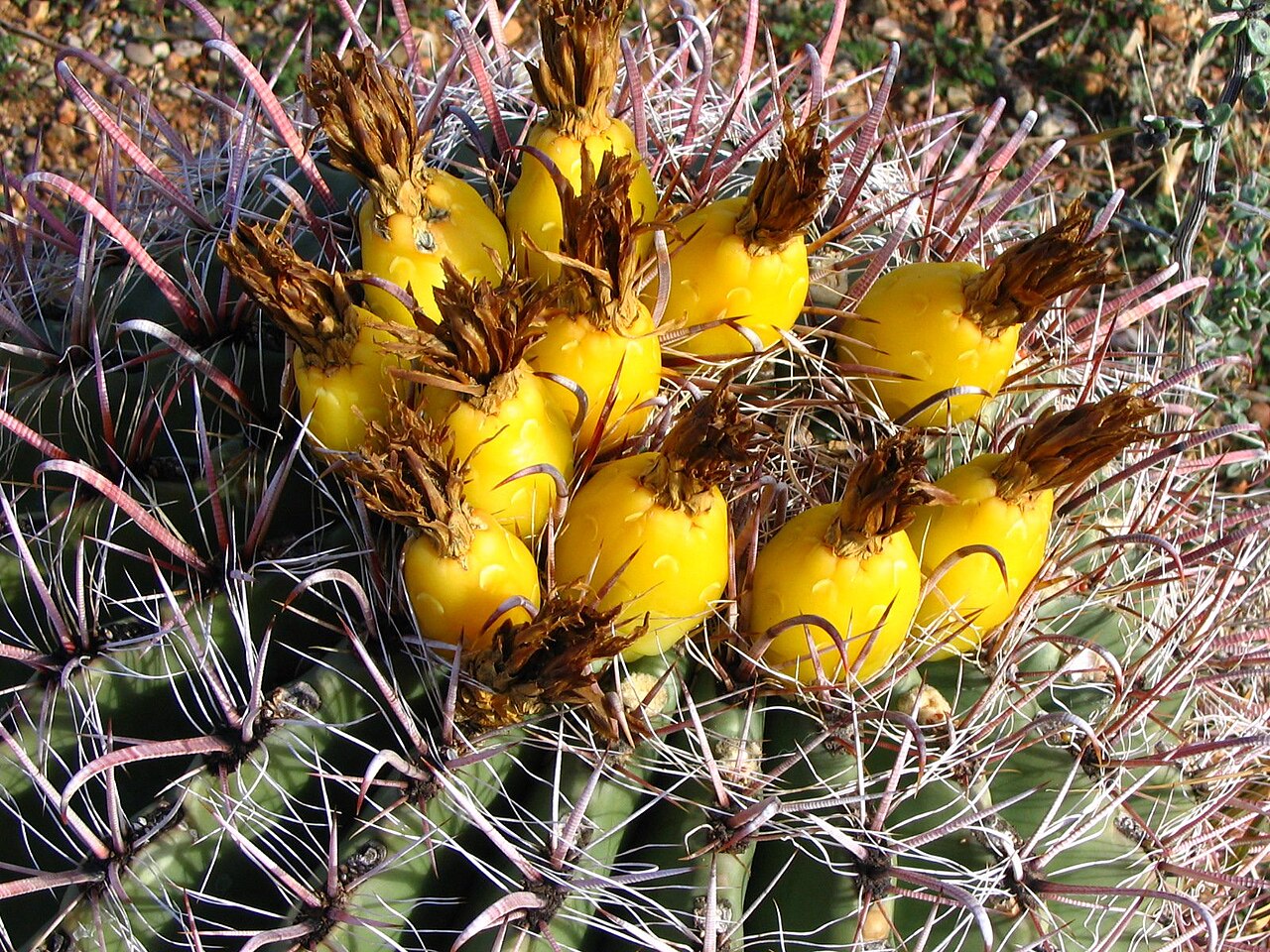 Fishhook Barrel Cactus (Ferocactus wislizeni) - PlantNative.org Cluster of bright yellow fruit on the crown of a Fishhook Barrel Cactus (Ferocactus wislizeni)