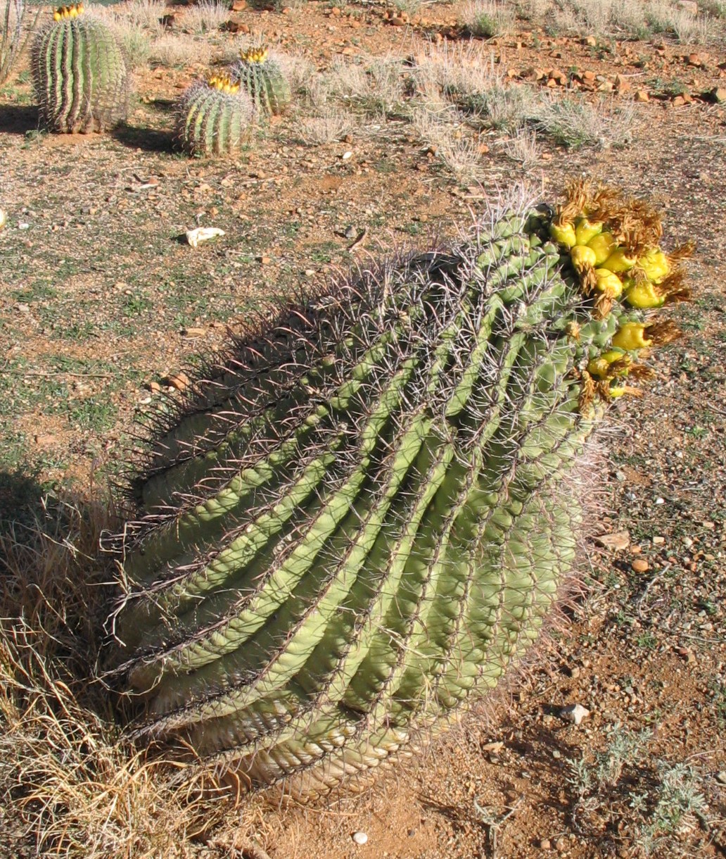 Fishhook Barrel Cactus (Ferocactus wislizeni) - PlantNative.org Close-up of Fishhook Barrel Cactus (Ferocactus wislizeni) showing the strongly hooked central spines and yellow flowers near the crown