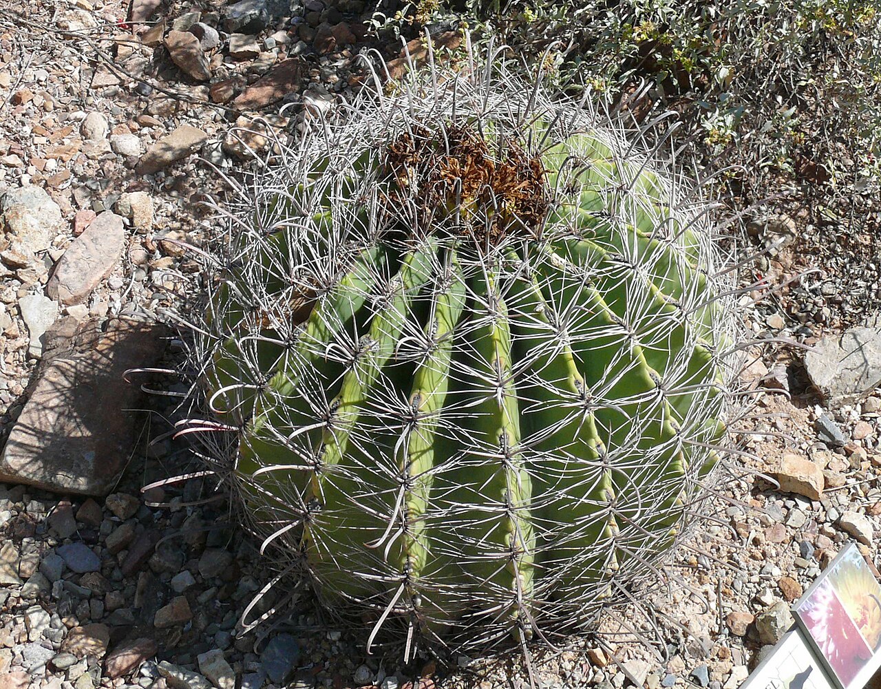 Fishhook Barrel Cactus (Ferocactus wislizeni) - PlantNative.org Fishhook Barrel Cactus (Ferocactus wislizeni) with strongly hooked central spines growing wild near Tucson, Arizona