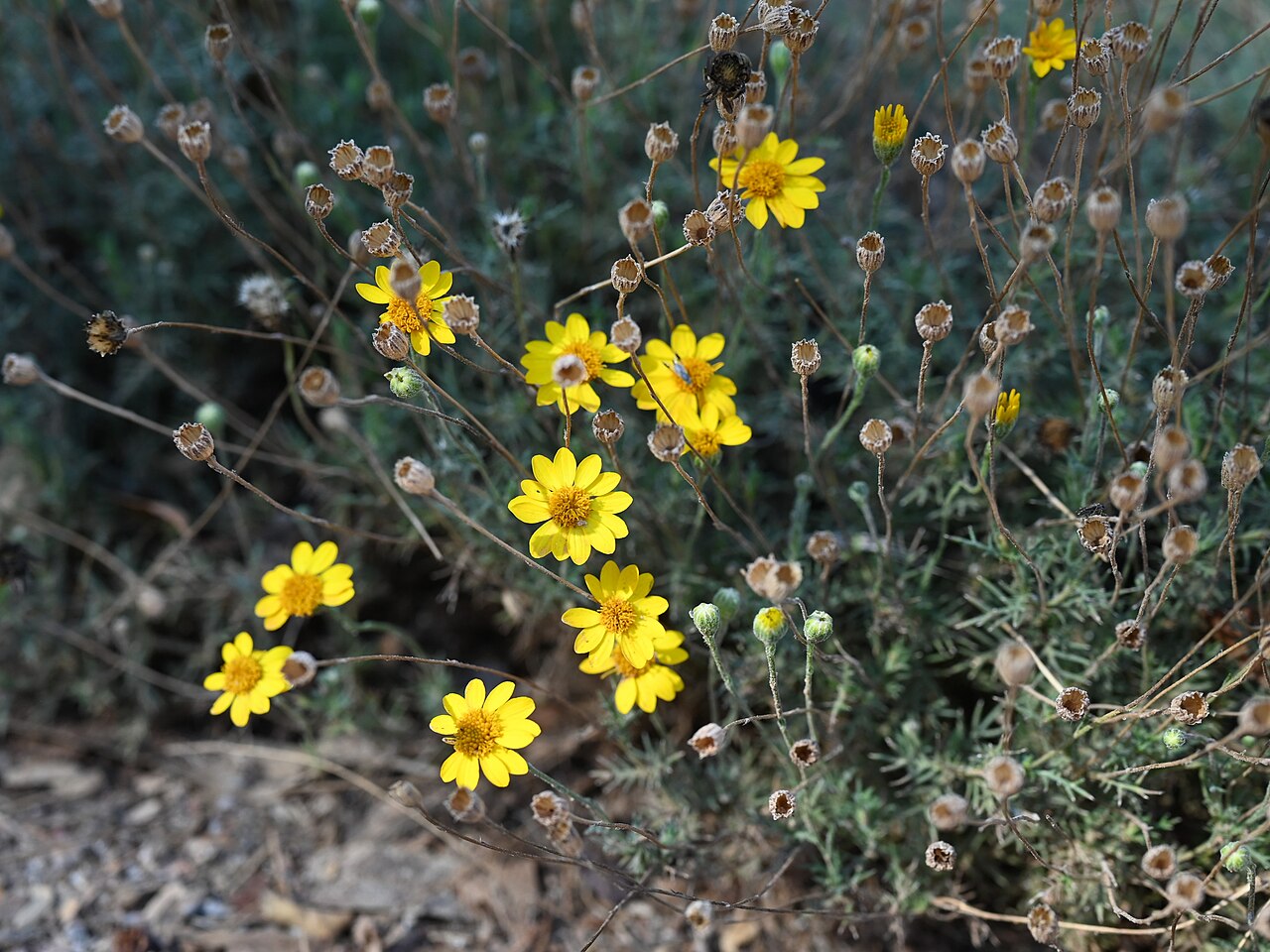 Cluster of fiveneedle pricklyleaf (Thymophylla pentachaeta) yellow daisy flowers among fine thread-like foliage