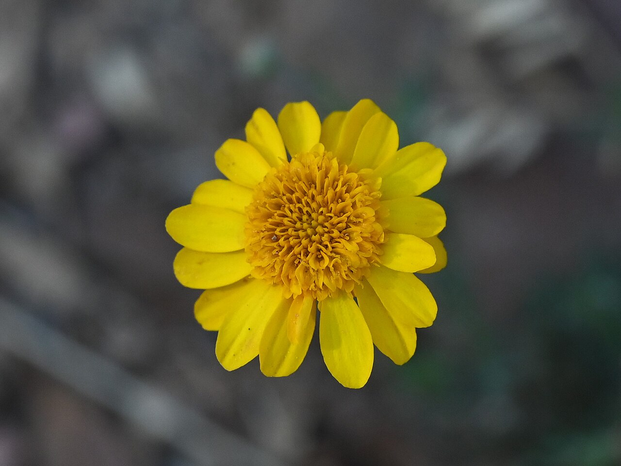 Close-up of a single yellow fiveneedle pricklyleaf (Thymophylla pentachaeta) flower head showing ray and disk florets