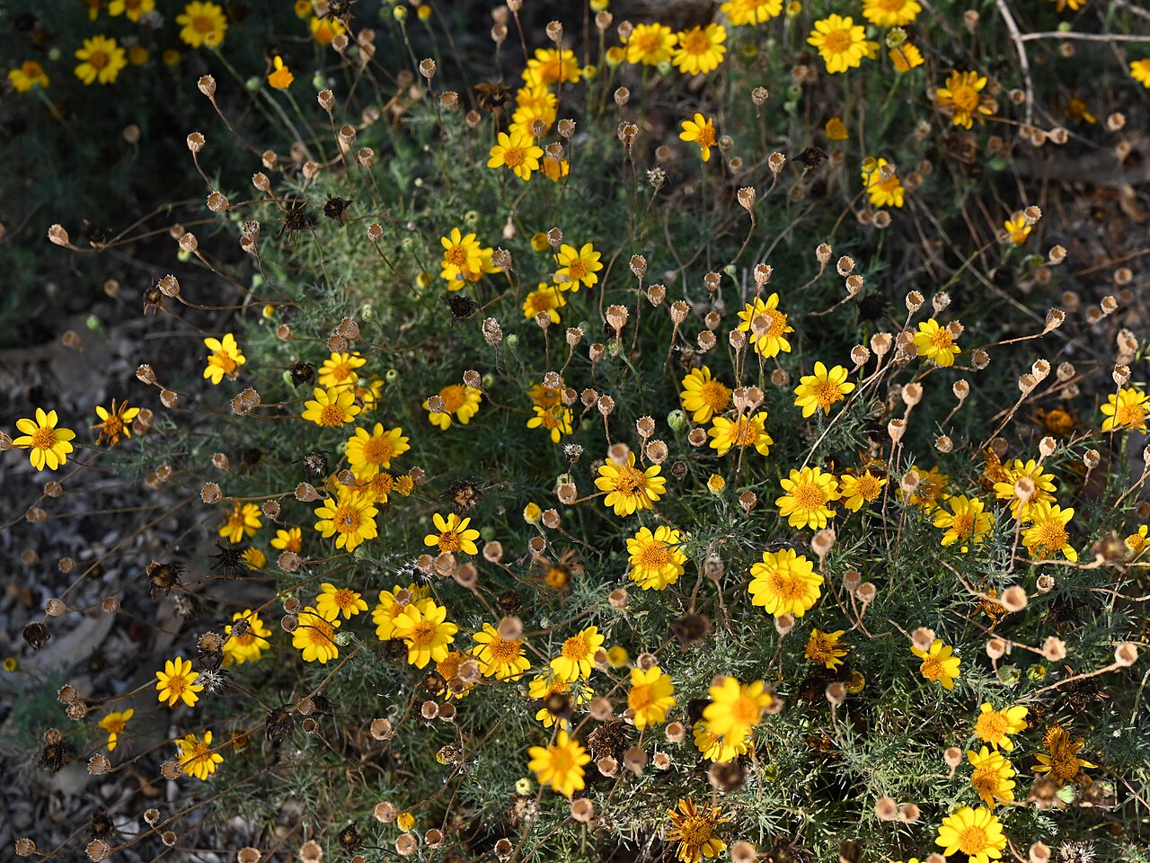 Low mound of fiveneedle pricklyleaf (Thymophylla pentachaeta) covered in small yellow daisy flowers