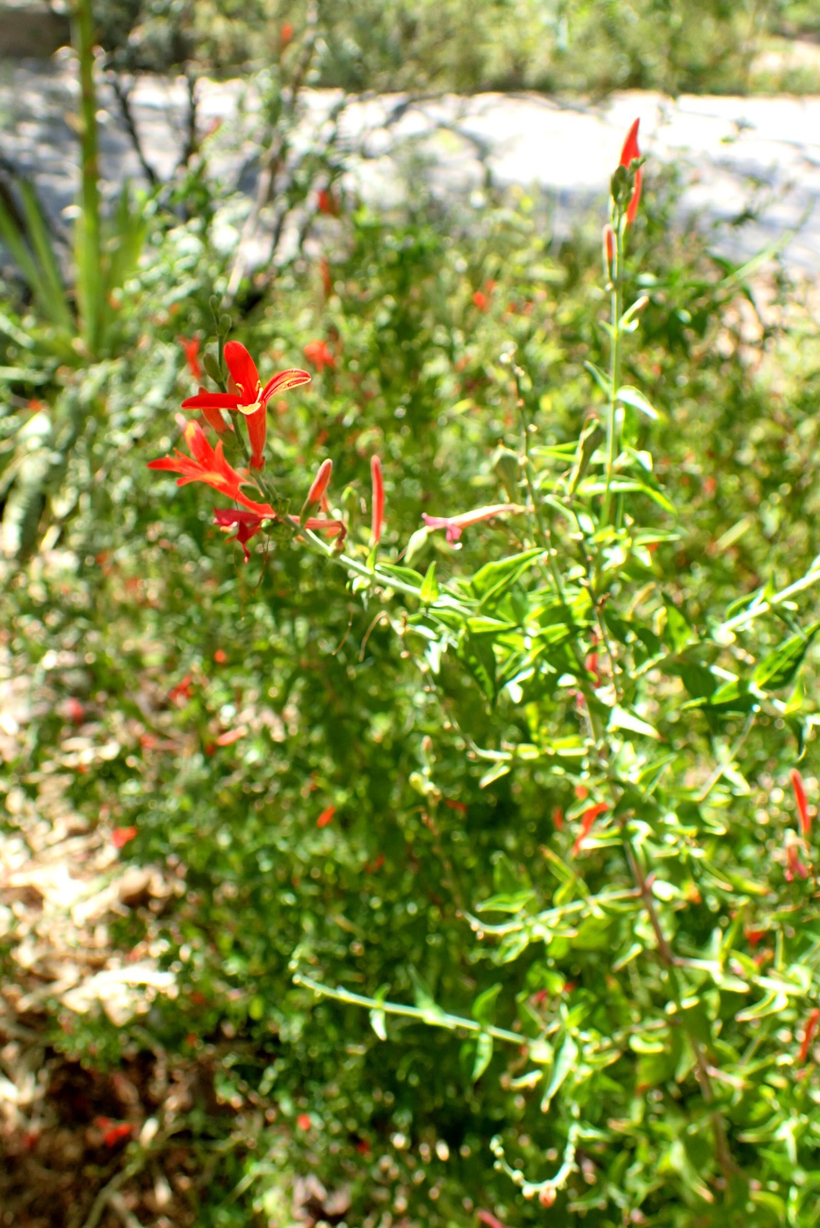 Flame Acanthus (Anisacanthus quadrifidus var. wrightii) - PlantNative.org Flame Acanthus (Anisacanthus quadrifidus var. wrightii) shrub in bloom with slender red-orange tubular flowers among narrow green leaves