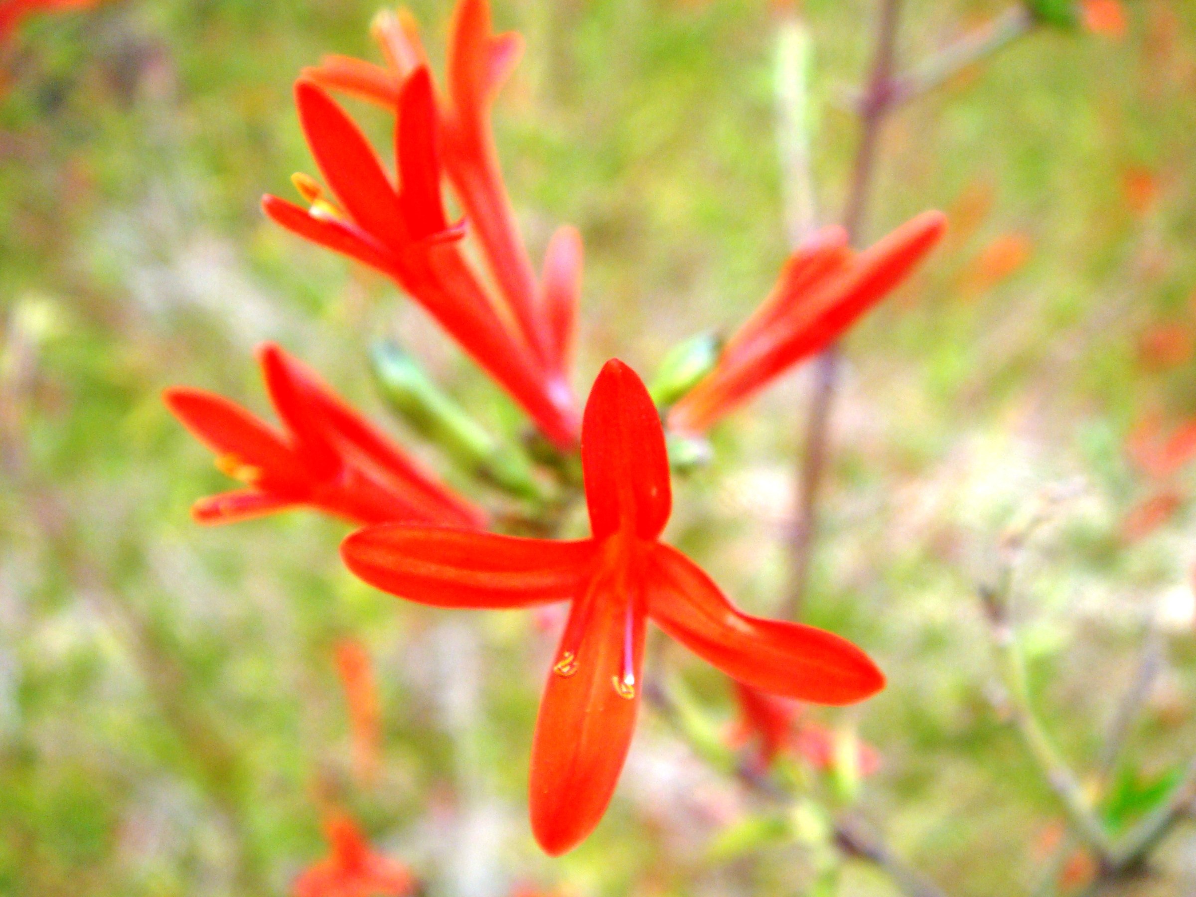 Flame Acanthus (Anisacanthus quadrifidus var. wrightii) - PlantNative.org Flame Acanthus flower cluster showing several tubular orange-red flowers and narrow lance-shaped leaves