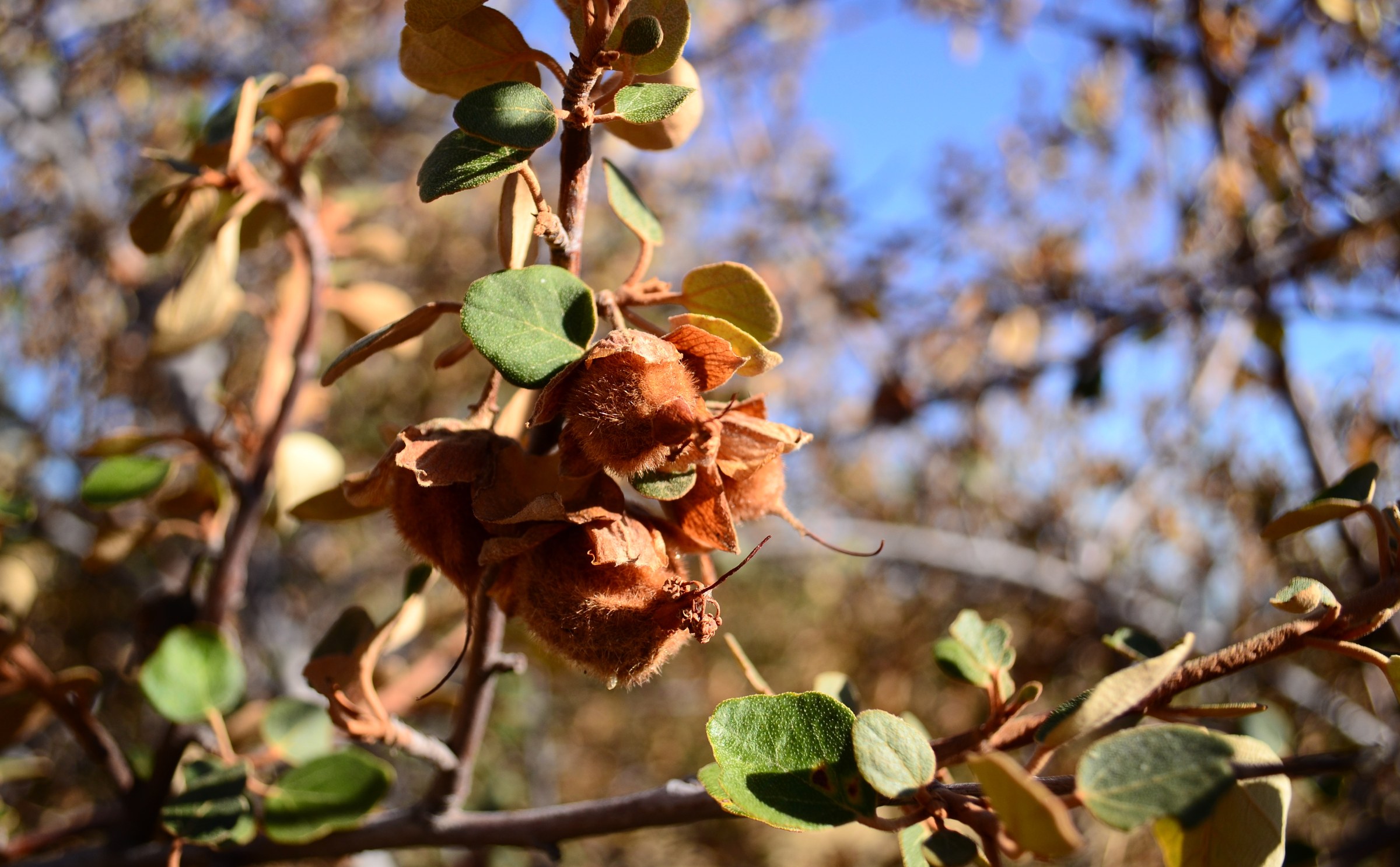 Flannel Bush (Fremontodendron californicum) - PlantNative.org Hairy brown seed capsules of flannel bush (Fremontodendron californicum) among lobed leaves