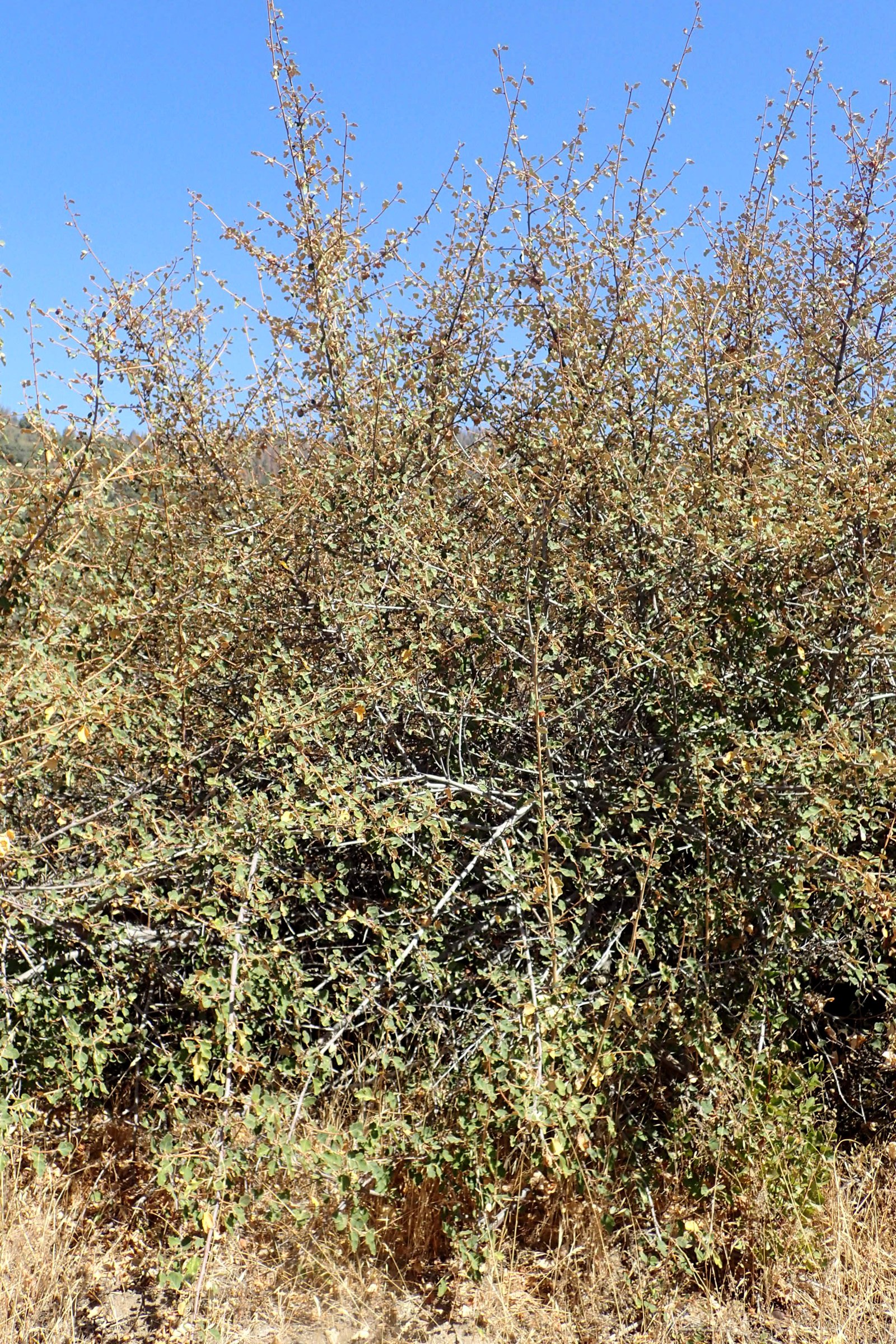 Flannel Bush (Fremontodendron californicum) - PlantNative.org Mature flannel bush (Fremontodendron californicum) shrub growing on a dry California hillside