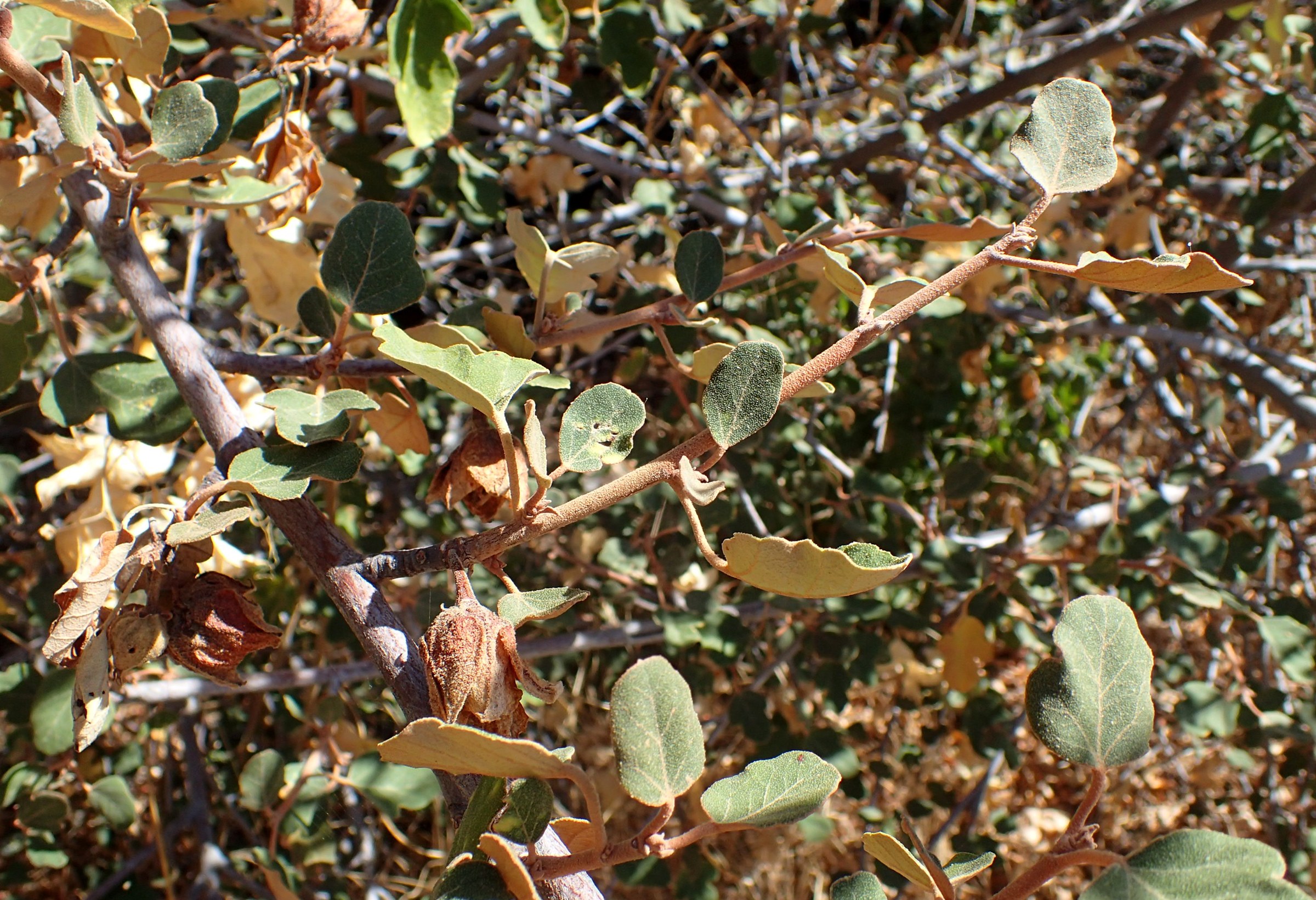 Flannel Bush (Fremontodendron californicum) - PlantNative.org Close-up of flannel bush (Fremontodendron californicum) lobed leaves and furry brown seed capsules