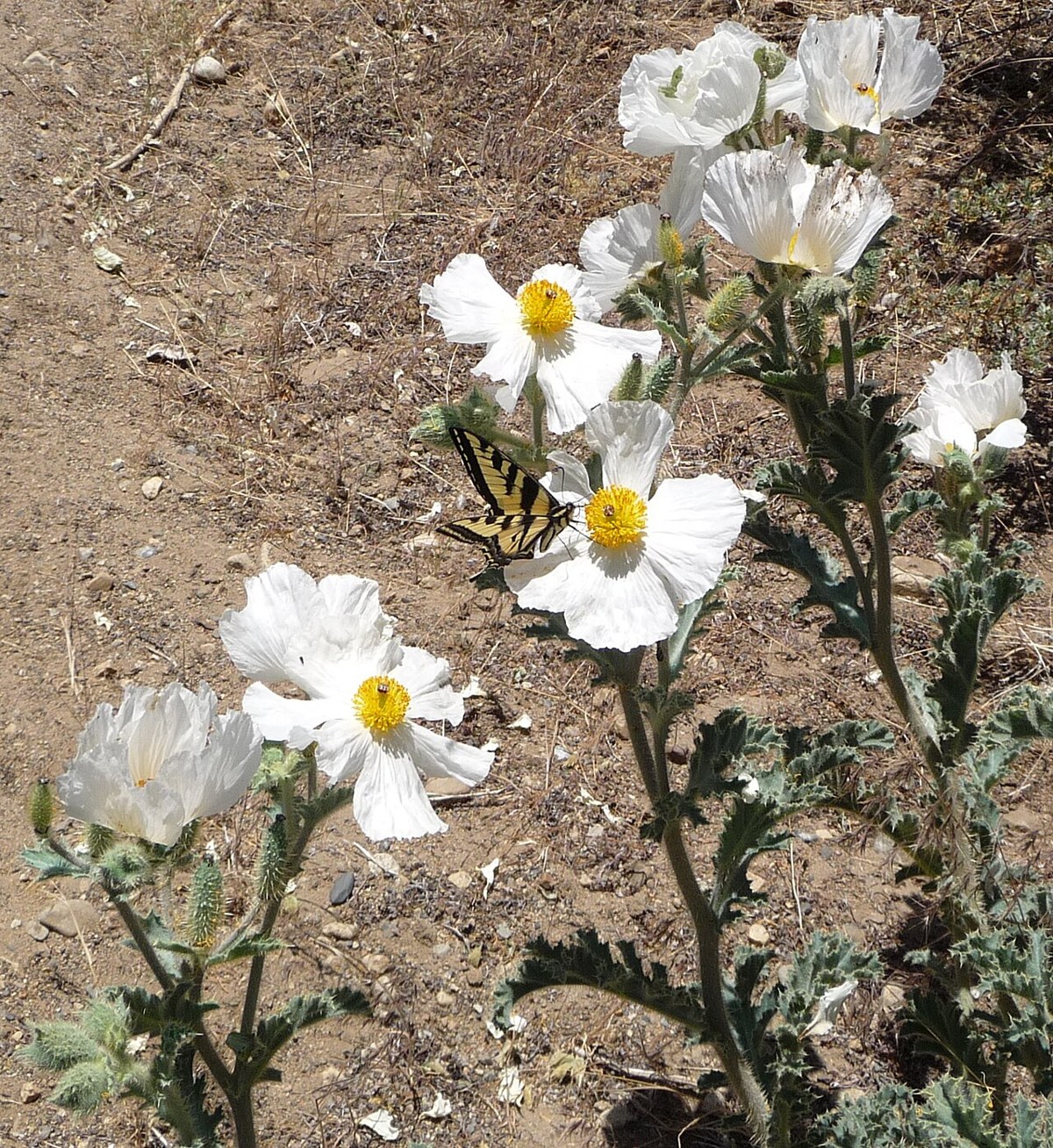 Flatbud prickly poppy (Argemone munita) large white flowers with yellow centers and a tiger swallowtail butterfly, growing on a dry rocky slope