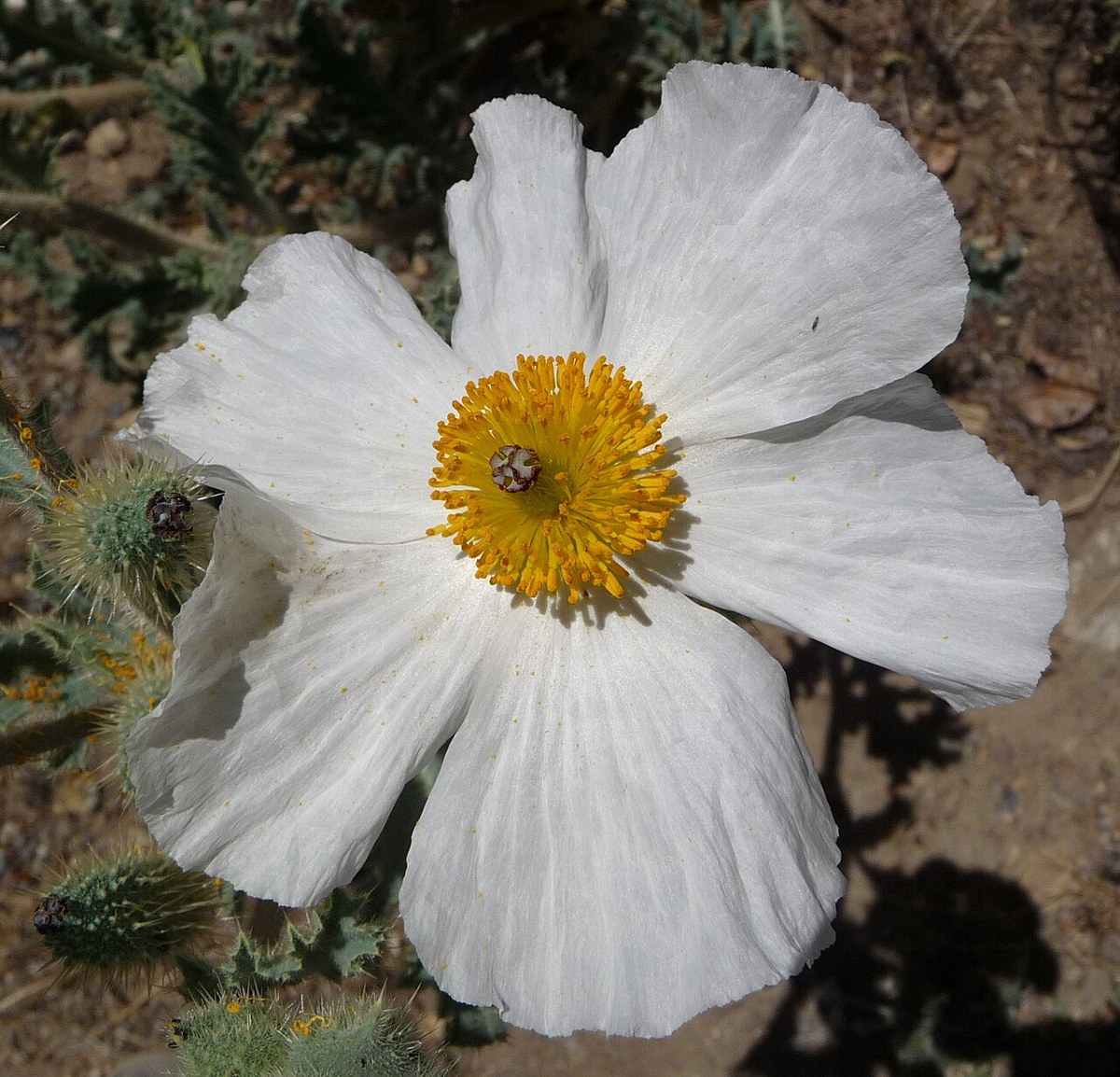 Close-up of a single flatbud prickly poppy flower showing crepe-paper white petals and a central cluster of yellow stamens