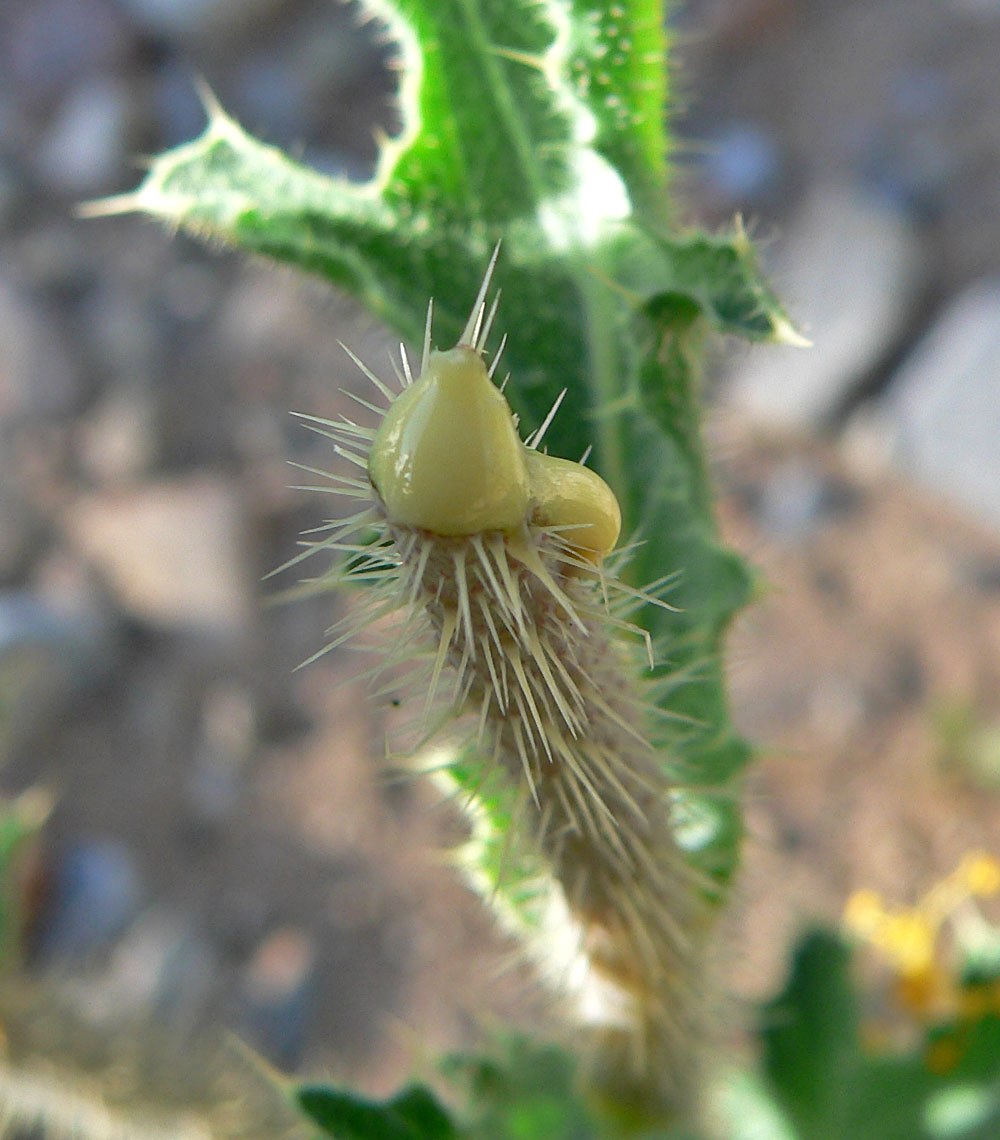 Spiny flatbud prickly poppy flower bud exuding yellow-orange sap, with sharp prickles visible on the stem